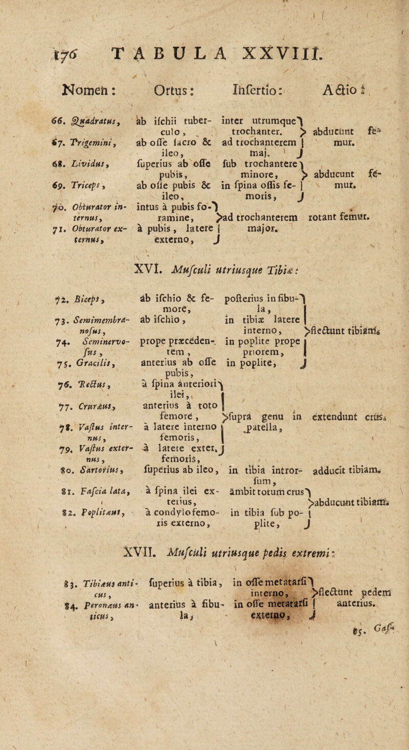 .y TABULA XXVIII. Nomeii: Ortus: Irifertio A dio t 66. §1uadratus, 67. Trigemini, 68. Lividus, 69. Triceps, ■ ; . ,.a' 70. Obiter At or in¬ ternus , 71. Obturator ex¬ ternus. kb ifchit tuber- inter utrumque^ culo, trochanter. ^ abducunt fes ab olTe lacro & ad trochanterem | mur. ileo, maj. ) fuperius ab ofle fub trochantere^ pubis, minore, > abducunt ab ofle pubis 8c in fpina oflis fe- ) mur. ileo, moris, J intus a pubis fo'0 ramine, >ad trochanterem rotant femur, a pubis, latere | major, externo, J XVI. Mufculi utrlusque Tibu: 72. Biceps, 73. SemimembrA- nofus, 74. Seminervo- fus , 75. Gracilis, 7 6. Tetius, 1 77. Crnr&us, 78. Vajlus inter¬ nus , 79. Vajlus exter¬ nus , 80. Sartorius, Si. Fafeia lata, l 32. Poplitaus, db ifchio tk fe- pofterius infibu-^ more, la, ab ifchio , in tibiae latere | interno, )>fledunt tibiarrl^ prope pracceden- in poplite prope 1 tem, priorem, | anterius ab olle in poplite, J pubis, a fpina anteriori^ ilei,, * anterius & toto | femore, ^fupra genu in extendunt criis* a latere interno j jpatella, femoris, \ » a lateie exter, j femoris, fuperius ab ileo, in tibia intror- adducit tibiam. fum, a fpina ilei ex- ambit totum crus^ tetius, ^abducunt tibiariri a condyiofemo- in tibia fub po- i ris externo, plite, J XVII. Mufculi utriusque pedis extremi 83. Tibiaus anti- fuperius a tibia, in ofTemetatarfi^ cus, interno, >fle&unt pedem S4. Peronatus an« anterius a fibu^ in olfe metaratfi j anterius. tictts, la> - externo, J • A Gaf*