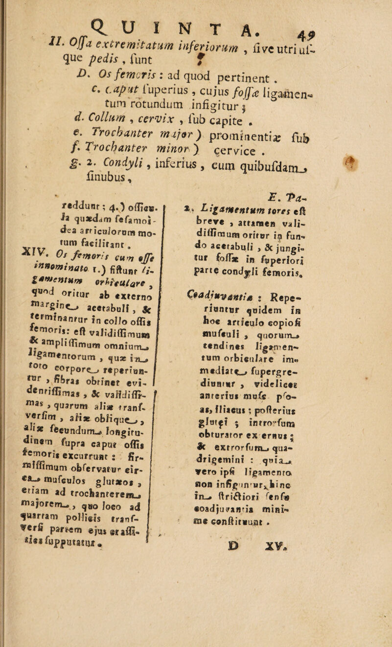 IL °!fa extremitatum inferiorum , live utri ul lue pedis , iunt f D, Os femur is r ad quod pertinent c, t.aput iuperius , cujus fofja ligaafhcn* tum rotundum infigitur | d• Collum , cervix , fub capite . e: Tr°chanter major)-prominenti* fub f* Trochanter minor) cervice. g, 2. Condyli, inferius , eum quibufdam_> linubus, reddunt; 4.) offie®. h quaedam fefanioi- dea articulorum mo- fUm fae,*lifant . A . • Os femoris cum offe innominato r.) fiftunf //- gnmentum orh?€Utare, ^d orit^ ab externo «largmto acetabuli, * | jerminanrur in collo offig J?morfV efl validiffimum amplimmum omnium-» f iigamcntorum , «jU* izu» I ?0fo co?pore_» reperiua- | » fibra obtine? e vi - f denriffima, , & vafidiffi- f mas > quarvm alias tranf- | verfim , aHsc obKque_» > I a|'* fecundum-* longitu- dinem fupra caput offis femori* excurrunt 2 fir- ^iffimum obfervatur etj. ca-* mufculos glutaeos 3 j ®tiam ad trochanterem^ ma jorem-», q®o loco ad quartam pollicis tranf- Vcrfi partem ejus ©raili* l *i*i fopputatuf • * Ligamentum tores cf! breve , attamen vali- diffirnum orirer ip fun® do acetabuli , & (ungi¬ tur foffie in feperiori parte condyli femoris,» CVadjuvantia • Repe® riuntur quidem ira hoc articulo eopiofi fliuftuli , quorum** tendines ligamen¬ tum orbiculare im« mediat^ fupergre- diunrur , videlicet anterius mufc p^b® at> iliacus; poflerius glutei 5 inrro-funa obturator ex ernus; Sc extrorfu«Lj qua® dirigemini : .quiau» vero ipG ligamento aon infigumur^hine in-. ftrifHori renf« coadjuvanda mini« ttie conftircunt . JD XV»