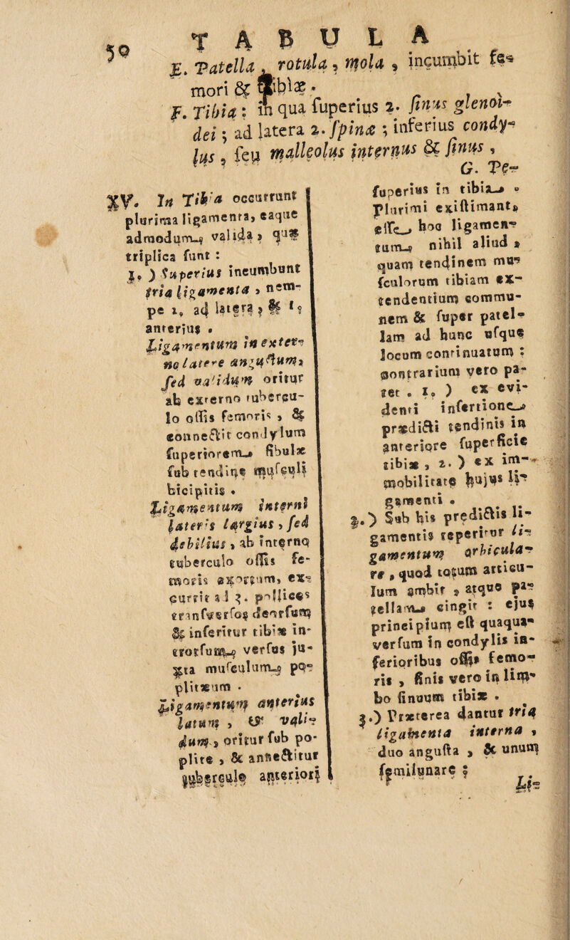 ]&> 'Putclld .rotula ^ ttyolu 9 incumoit fs^ mori £& ®b^ * . x f * & qua fuperius i- finus glenoi-+ ' dei 5 ad latera t.Jpin* ; inferius coniy-* lus 9 fe|4 malleolus internus & fini# , G. P£“ y # 7^ *fih‘a occurrunt plurima ligamenta» eaque adraodum-i/ valida» S1’J^ triplica funt : j, ) Superius incumbunt tria ligamenta * nem¬ pe i9 a4 4ll T3 ? ?§ 1 s anrcrju$ • ,'j^igQrrienV&lti lHGXtCV notate*e an^uttuwi fed na'idH*» oritur ab estfcrno tubcreu- lo offis femoris » S£ «oixnefkit coniylum fiiperiorcuu» fibulae fub tendit|C flfti^cul| bicipitis • £g$nae*tttim interit» latet:s iyrgtus > debilius » ab interno tuberculo offis ffe* Edaris exojfuro» ex^ oujrrir ad 3• pollices tranfverfo? deorfem $£ inferi tu t tib’i8 in' tros°fum-o verfus }U- ^ta mufeulunM P^“ plit«um . Ligm**iwn anterius latum , & vili? dum^ oritur fob po¬ plite , & anne&itut a^terior| fuperius in tibia-» plurimi exittimanti» effies hoa ligamen-? tutru? nihil aliud * cejuam tendinem mu*5 fculorum tibiam ex¬ tendentium commu¬ nem & fuper patel¬ lam ad hunc ufque locum continuatum ? contrarium vero pa¬ tet . x„ ) cv^ denti infertiont^ praedifti tendinis in anteriore fuperficie tibi* , t- ) «X in}“’ mobilitate ^u)ns W*1 garoenti • Sub bis predi&is li¬ gamentis ?eperirur lin gamentumf Qrbifttla^ ft 9 quod to5um art i eu - lum sjrobir ^ atque par? tellam-» cingit : cju$ principium eft quaque- verfum in condylis in¬ ferioribus offis femo¬ ris , finis vero iit Um¬ bo finuum tibi* • s.) Trxterea dantur #ri> * tigainenta interna , duo angufta , & unun^ (emilunarc f .