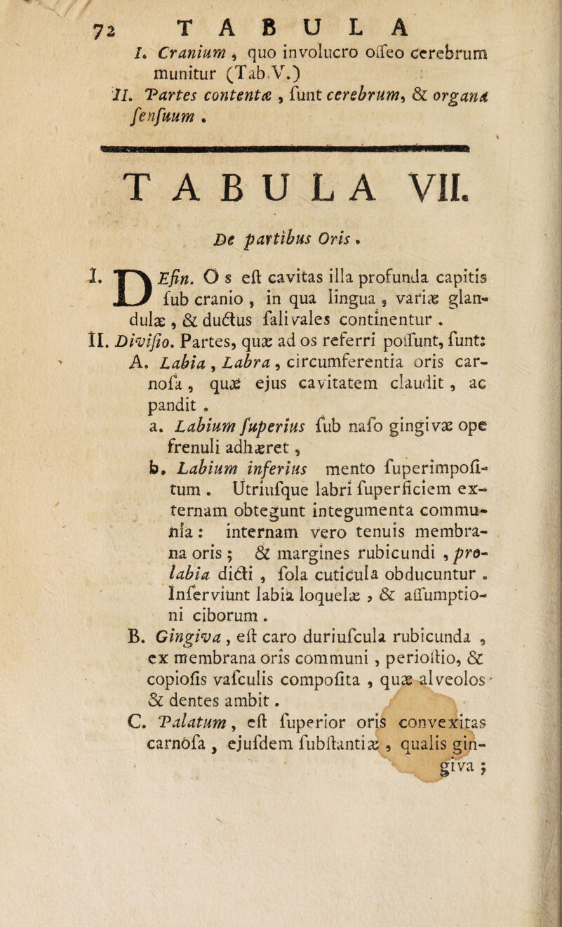 L Cranium , quo involucro OLfeo cerebrum munitur (Tab V.) 1L Vartes contenta , funt cerebrum, & organa fenfuum • TABULA VII. De partibus Oris. L T^\ Efin. O s efl cavitas illa profunda capitis J. 3 fub cranio , in qua lingua , vatias glan¬ dulae , & dudtus fali vales continentur . II. Divi fio. Partes, quae ad os referri poifunt, funt: A. Labia , Labra , circumferentia oris car- nofk, quas ejus cavitatem claudit , ac pandit . a. Labium fuperius fub nafo gingivae ope frenuli adhaeret, b, Labium inferius mento fuperimpofl- tum . Utriufque labri fuperfkiem ex¬ ternam obtegunt integumenta commu¬ nia : internam vero tenuis membra¬ na oris ; & margines rubicundi , pro¬ labi a didi , fola cuticula obducuntur . Inferviunt labia loquelae > & aflumptio- ni ciborum. B. Gingiva , efl caro duriufcula rubicunda , cx membrana oris communi , perioflio, & copiofis vafculis compotita , quae alveolos* & dentes ambit. C. Volatum, efl: fuperior oris convexitas carnOfa , ejufdem fubflantix , qualis gin- glVa y