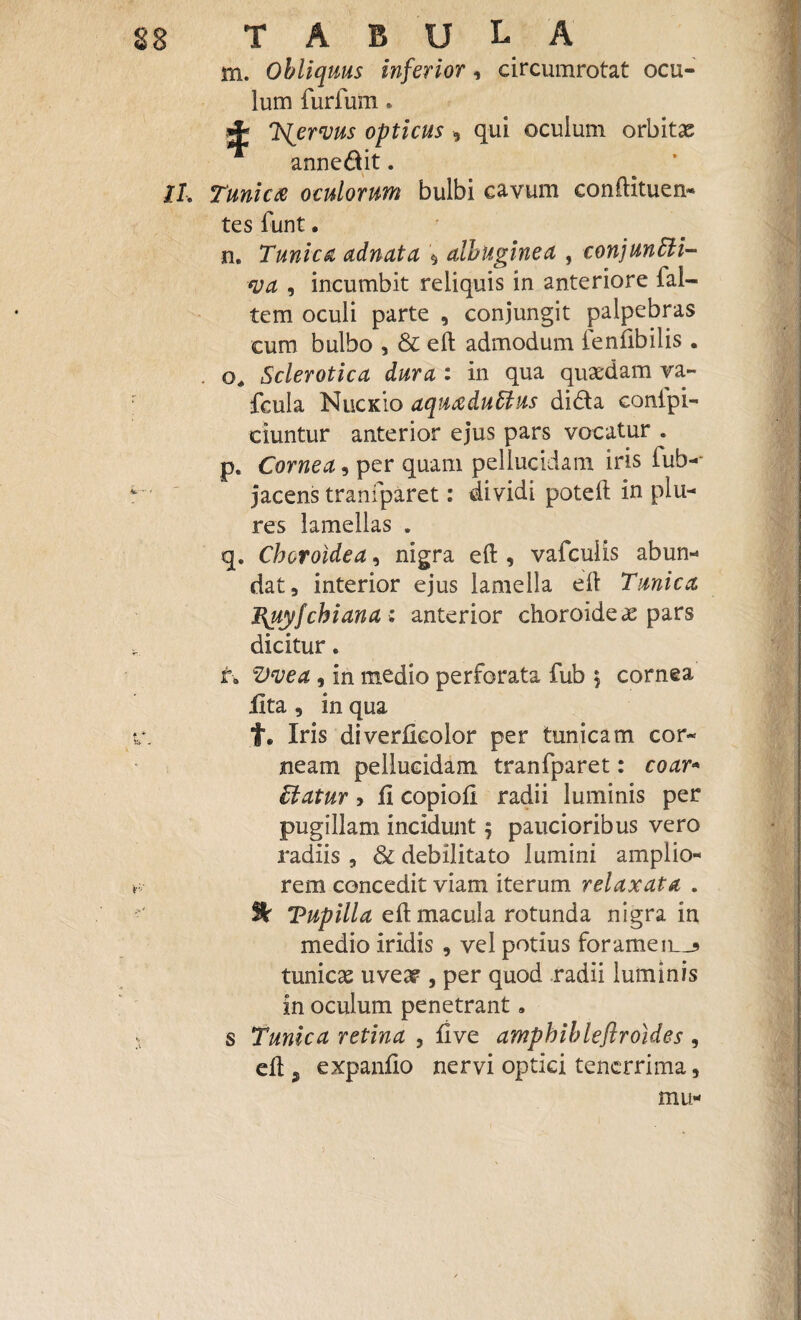 m. Obliquus inferior, circumrotat ocu¬ lum furfum. 4< Tfervus opticus , qui oculum orbitae annedit. II. Tunica oculorum bulbi cavum conftituen- tes funt. n. Tunica adnata * albuginea , conjuncti¬ va , incumbit reliquis in anteriore ial- tem oculi parte , conjungit palpebras cum bulbo , & eft admodum fenftbilis . . q* Sclerotica dura : in qua quasdam va- fcula NlickIo aquaduCtus dida conlpi- ciuntur anterior ejus pars vocatur: p. Cornea, per quam pellucidam iris iub-- jacens tranfparet: di vidi poteft in plu- res lamellas . q. Choroidea, nigra eft , vafculis abun-» dat 5 interior ejus lamella eft Tunica I{uyfchiana : anterior choroidea pars dicitur. t* Vvea, in medio perforata fub \ cornea Uta 9 in qua t. Iris diverficoior per tunicam cor¬ neam pellucidam tranfparet: coar* Tiatur > fi copioft radii luminis per pugillam incidunt $ paucioribus vero radiis , & debilitato lumini amplio¬ rem concedit viam iterum relaxata . % Tupilla eft macula rotunda nigra in medio iridis , vel potius foramen__3 tunicae uvea? , per quod radii luminis in oculum penetrant. s Tunica retina , ftve amphibleflroldes , eft , expanfto nervi optici tenerrima, mu-