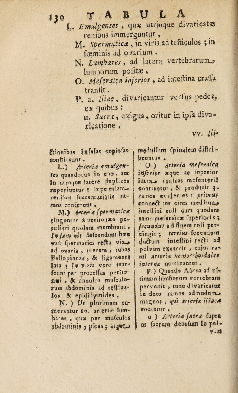 TABULA L? Emulgentes , quae utrkque divaricatas renibus immerguntur , M. Spermatica ■> in viris adtefticulos * in feminis ad ovarium . N. Ltimhares, ad latera verte orarum^ lumborum polita , O. Meferaita inferior 9 ad inteftina crafia tranfit. P. a. Iliae, divaricantur verius pedes, ex quibus : u. Sacra , exigua, oritur in ipfa diva- ricatione ? vv. llb ftiqnibus infulas copiof|s sonftituunt . L. ) J^rterifi emulgen¬ tes quandoque in uno > aut |n utroque latere duplices jreperiuntqr \ i* pe ftiarrue renibus fuccen^riatis rA~ «nos conferunt t M. ) Arter# fpermaticA funguntur a peritonaeo pe¬ culiari quadam membrana * Infem nis defcendunr haee ^afa fpermatica refla V»a~» ad ovaria > merum ? tubas Fallopianas » & ligamenti lata ; In vnis vero tran- feunr per procellas perito¬ naei 3 $c annulos mufculo- rum abdominis ad t®fticUf“ los & epididyrmdes « N. ) Ut plurimum nu¬ merantur io. artetis lum- bares , quae per mufculos dbdwniftit 9 pfoas ^ medullam fplnalem diftri® buuntur , O ) Arteria mefcraicQ inferior aeque ae fuperior intra-* tunicas mefenterii i Continetur , & producit )• ramos eviden es ; primus conneflitor circa medium-j» 1 inteftini coli cum quodam ! ramo meferateae fupenoris ; ji eundus ad finem coli per- | cingit ; tertius fecundum | duflum intcft‘n* ad pelvim excurrit , cujus ra¬ mi arteria bemorrhoidalet j interm nominantut . p.) Quando A6'ta ad ul¬ timam lumborum vertebram pervenit , tunc divaricatur: in duos ramos admodum.* magnos * qui arterii iliaca vocantur • u ) Arteria jacra fuprs os (aeram deoifiim in pel¬ vim