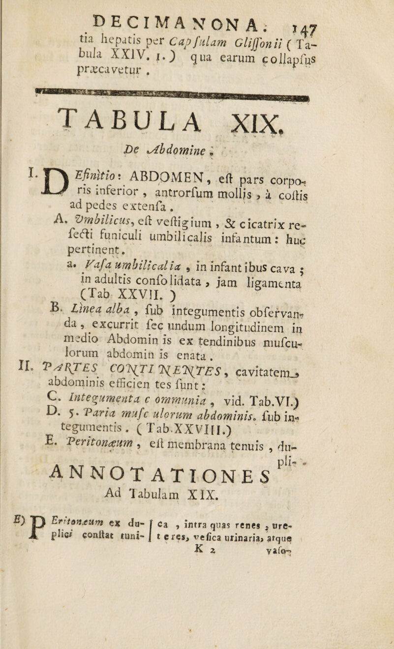 DECIMA NON A. ,47 tia hepatis per Cap fulam Gliffonii ( Ta¬ bula XXIV. 1.) qua earum collapfus praecavetur . v  f “ tabula XIX. De Atbdomine . * K ••••. * ^ n ^nit’1? \ ABDOMEN, eft pars corpo-» A-J ris inferior , antrorfum mollis , k collis ad pedes extenfa . A» ymbilicus, ed vedigium > Sc cicatrix re- fecdi funiculi umbilicalis infantum: huc pertinent. a. Vafa umbilicalia , in infant ibus cava $ in adultis confolidata * jam ligamenta (Tab XXVII. ) B. Linea alba , fub integumentis obfervan*? da, excurrit iec undum longitudinem in medio Abdomin is ex tendinibus mufcn- lorum abdomin is enata . II. V a UT ES. COTS^TI T^ETSfTES 9 cavitatem^ abdominis efficien tes funt: C. Integumenta c ommunia , vid. Tab.VI.) D. 5. Varia mufc ulorum abdominis. fub in¬ tegumentis . (Tab.XXVIII.) V E. Veritoruzum 9 eii membrana tenuis , du« ANNOTATIONES pU' Ad Tabulam XIX. |3 Errtontum ex da- j c a , antra quas renes , ure- X phct conltat tuni- | t c res> vefica urinaria? atque