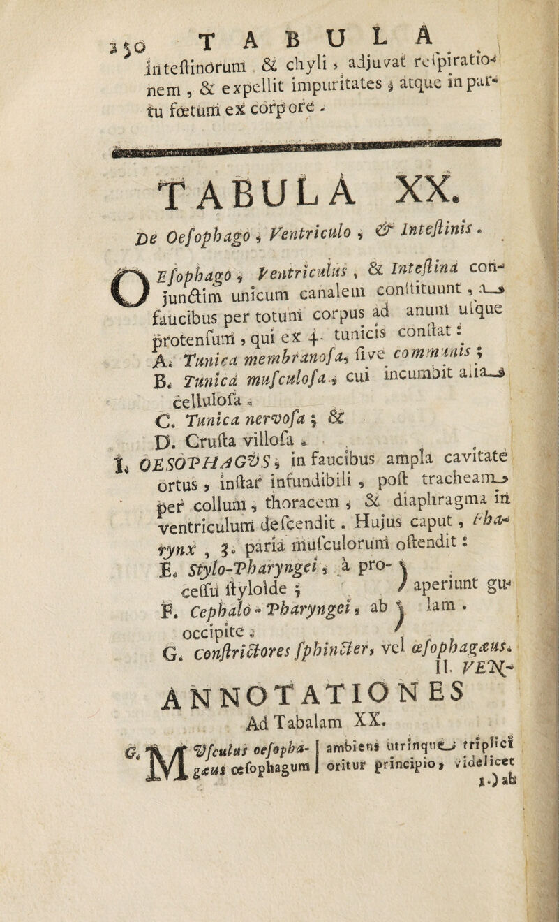 inteflinoruni & chyli > adjuvat re fpi ratio* hem , & expellit impuritates $ atque in par-* tu foetum ex corpore - TABULA XX. ... . fi - - De Oefophago * Ventriculo * &' Inrejhms• _ Efophavo i Ventriculus , & con- jundtim unicum canalem constituunt faucibus per totuni corpus ad anum ulque protentum > qui ex 4- tunicis condat: A. Tunica membranofa, ilve communis ; B< Tumcd mufculofacui incurnoit aaa^» cellulofa. C. Tunica nervofa 5 & D. Crufta villofa * ■ , j. OESOTHJGVS 3 in faucibus ampla cavitate ortus 5 inftaf infundibili , poft tracheam^ per collum, thoracem * & diaphragma iri ventriculum defcendit. Hujus caput, th&* fynX y 3» paria mufculorum oftendit« E. Stylo-Vharyngei* a pro- \ ceflii. itylolde 5 / aperiunt gu< P. Cephalo - Vharyngei $ ab ^ iam . occipite ^ . . G conflrittores fphincter, vel afophagaus* II. ANNOTATIONES AdTabalam XX. /T V[culus oefopha- f ambiens iitrinqucL* Jrlphcl * jjrJ, g*u$ cefopliagum | ontur principio* viae1 icet