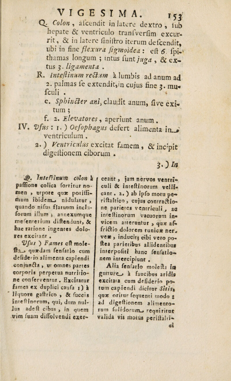 VIGESIMA. ,53> Colon * aicendit in latere dextro, iub hepate & ventriculo tranfverfim excut- nt, & in latere finifiro iterum delcendit* tibi in fine flexura figmoidea : eft 6 fpi-' thamas longum ; tntus funt juga , & ex- tus 3. ligamenta . R. In te fi in um retium a lumbis ad anum ad 2. palmas le extendit,in cujus fine 3. mn< fculi . e. Sphincter ani, claudit anum, five exi* tum ; f. 2. Elevatores, aperiunt anum • IV. Vfus : 1. ) Oefopbagus defert alimenta 'm,J ventriculum . 2.) Ventriculus excitat famem, & incipit digefiionem ciborum . 3*) te df>. Inteftinuttt colon I paffione colica forritar no¬ men y utpote qusc pot illi— flium ibidem-* nidulatur , quando nifus flatuum incl i- forum illum , annexumque mefenterium diftendunr, & bac ratione ingentes dolo¬ res excuanr . Vfus ) Fames cft tnole- Sla_» qu ardam fenfatio cum ] defiderio alimenta capiendi eonjun&a, ut omnes partes corporis perpetua nutritio- ne conferventur. Excitatur fames ex duplici caufa 1) k liquore gaftrico , & fuccis inteOinorum, qui, dum nul¬ lus adeft cibus , in quem vim fuam diffolvendi e*ei~ eearit, jam nervos ventri-» culi & inteftlnorum velli- eant» 2« ) ab ipfo motu pe— riftaltico, cujus contrario® ne parietes ventriculi, a<2 inte{tinorum vacuorum itj« vicem atteruntur , qux af» friftio dolorem tunicae ner,» veae, inducitj cibi vero po- ftea parietibus allidentibus inrerpofiti banc fenfatio* nem intercipiunt . Alia fenfatio molefta ira gutture^ a faucibus aridis excitata cum defiderio po« tum capiendi dicitur Sitis* qux oritur fcquent? modo • ad digeltionem alimento¬ rum fuiidorum-j» requiritur: valida vis motus periilalri* •i