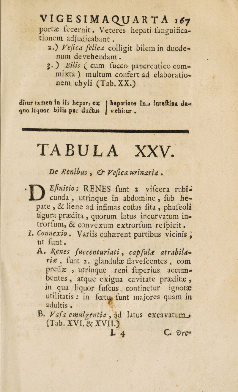 VIGESIMAQJJARTA ig7 portae lecernit. Veteres hepati languifica- tionem adjudicabant. Fefica fellea colligit bilem in duode¬ num devehendam. 5.) Bilis ( cum luceo pancreatico com¬ mixta ) multum confert ad elaboratio* nem chyli (Tab.XX.) dirur tamen in iis hepar, ex I hepaticos in^i Inteftina <3t«s 9110 li^aor bilis per du&us j vehitur . TABULA XXV. De Renibus , & Fefica urinaria . DEfinitio: RENES funt % vifcera rubi¬ cunda , utrinque in abdomine , fub he¬ pate , & liene ad infimas cofias lita , phaleoli figura praedita , quorum latus incurvatum in- trorfum, & convexum extrorfum refpicit. I. Connexio . Variis cohaerent partibus vicinis 9 tit funt. A. B^enes fuccenturiati, capfuU atrabila- ri# , funt 2. glandulae flavefeentes, com prelis 5 utrinque reni fuperius accum¬ bentes , atque exigua cavitate praeditae $ in qua liquor fufeus, continetur ignotae utilitatis: in foetup funt majores quam in adultis . B. Fafa emulgentia 1 ad latus excavatum^ (Tab. XVI. & XVII.) JL 4 C« z/re*