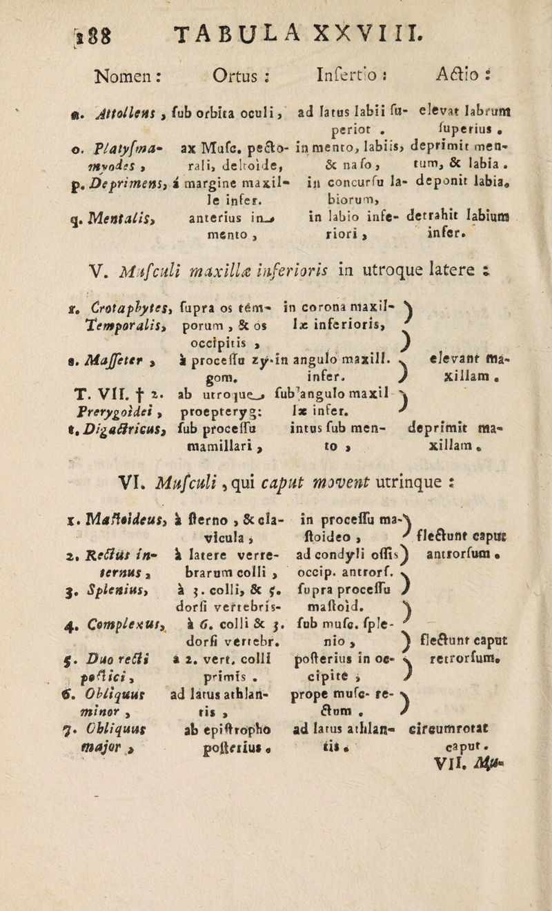 Nomen: Ortus ; Infert'o .* A&io *• Attollens , fub orbita oculi , o. Platyfna» ax Mufc. pe&o- myodts , rali, deltoide, p. Depriment} i margine maxil- le infer. q. Mentalis» anterius iti_* mento , ad latus labii fu- elevat labrunt periot . fuperius . in mento, labiis, deprimit men* & na fo , tum, & labia, in concurfu la» deponit labia® biorum, in labio infe- detrahit labium riori , infer. V. Mif'culi maxilU inferioris in utroque latere ; fe CrotapbptcS) fupra os rem- in corona ntaxil- S Temporalis» porum , 5c os I* inferioris, occipitis , ) s. Majfeter » k procella zy.in angulo maxill. ^ gom. infer. / T. VII. f z* ab utrojue^» fub7anguIo maxil j elevant ttia« xiliam . Prerygoidei » proepteryg: 1* infer, t, Digalirieus» fub procella intus fub men- deprimit tna» mamillari, to » xiliam® VI. Mu f culi 5 qui caput movent utrinque : x* Maftsideus» 2. Refltis in~ ternus» 3. Splenius, 4. Complexus» Duo refti podici, C Obliquus minor » 7. Obliquus major , I Oerno , & cla¬ vicula , k latere verre- brarum colli , k $. colli, & £• dorli verrcbris- k 6. colli Sc j, dorfi vertebr. a 2. vert. colli pnmfs . ad larus at blati¬ ri* » ab epHfrOpho poiUiiu* e in proceffu ma- ftoideo , ad condyli offis occip. antrorf. fupra proccflu malloid. fub mufc. fple¬ nio , pofterius in oc¬ cipite , prope mufc- re- (51 um . ad latus athlan- tu. A ' fle&unr capui ) antrorfum « ) ) . ^ fleflunr caput retrorfum® ) circumrotat caput. VII.