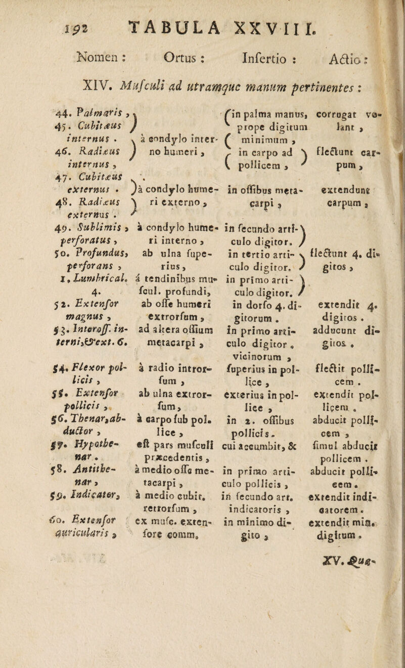 Nomen: Ortus: Infertio : Aftio : XIV. Mufculi ad utramque manum pertinentes : 44. Palmaris , \ fin palma manus, corrugat vo¬ 45. Cuhitoeus ) v a condylo inter- ^ prope digitum lant , internus . ^ minimum , 46. Radixus ) no humeri, f in carpo ad \ flebunt car¬ internus , \ pollicem , ' pum , 47. Cubitxus , externus . )h condylo hume- in offibus meta¬ extendune 48. Radixus \ ri externo 9 carpi 3 carpum „ extermis . r 49. Sublimis > 2 condylo hume¬ in fecundo artf-\ perforatus > ri interno , culo digitor» / 50* Profundus, ab ulna fupe- in tertio arti \ flebunt 4. di* perforans > rius, culo digitor. / gitos, I» Lumbricalo i tendinibus mu»» in primo arti- \ 4* fcul. profundi. culodigitor. / 52. Extenfor ab olfe humeri in dorfo 4. di¬ extendit 4. magnus , extrorfum, gitorum . digitos . $3. inter off, in- ad altera offium in primo arti¬ adducunt di® terni^ext. 6, metacarpi 2 H culo digitor „ vicinorum , gho& * $4, Flexor pol¬ a radio intror® fuperius in pol- flebit polif* licis , fum , O* C& s* 1 cem . Si» Bxtenfot ab ulna extror¬ exterius in pol- extendit p o l¬ •pollicis , fum. liee , licent! |<J. Thenar,ab- a sarpofub poL in 2. oflibus abducit pollf- duClor , lice , pollicis. cem , $f, Hypothe* e fi pars mufculi cui accumbit, & fimul abduci* tsar. praecedentis, pollicem , j8. Antithe- k medio offe me¬ in primo arti¬ abducit polli¬ fi^fr > tacarpi , culo pollicis , cem . fg» Indicator i a medio cubir. in fecundo arf. extendit indi- 60. Extenfot retrorfum , indicatoris , catorem« ex mufe. e.xten- in minimo di- extendit miis. auricularis 9 fore comm» giw » digitum • XV.