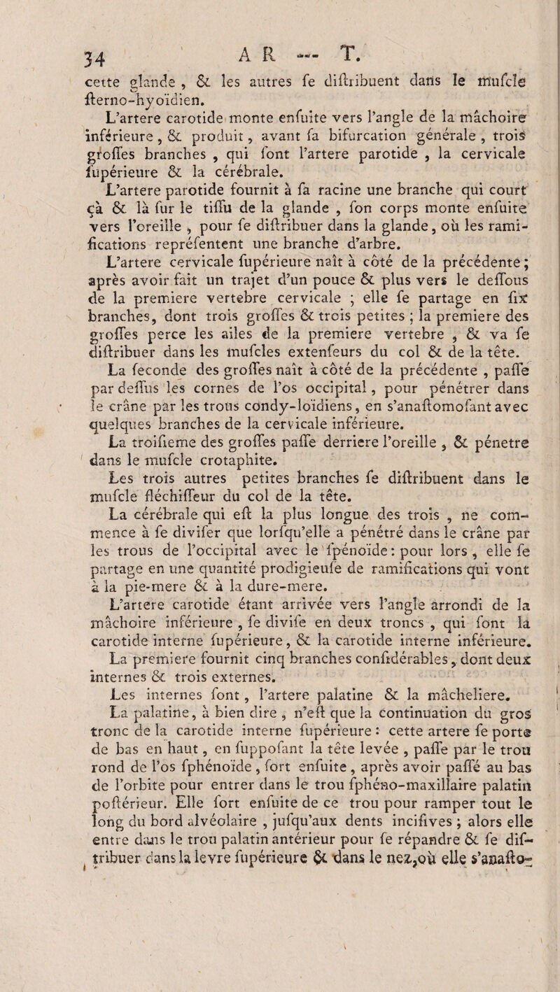 cette glande , Si les autres fe diftribuent dans le trïiifcîe fterno-hyoïdien. L’artere carotide monte enfuite vers l’angle de la mâchoire inférieure , & produit, avant fa bifurcation générale , trois greffes branches , qui font l’artere parotide , la cervicale fupérieure & la cérébrale. L’artere parotide fournit à fa racine une branche qui court çà & là fur le tiffu de la glande , fon corps monte enfuite vers l’oreille , pour fe diftribuer dans la glande, où les rami¬ fications repréfentent une branche d’arbre. L’artere cervicale fupéricure naît à côté de la précédente; après avoir fait un trajet d’un pouce & plus vers le deffous de la première vertèbre cervicale ; elle fe partage en fis: branches, dont trois greffes & trois petites ; la première des greffes perce les ailes de la premiers vertebre , & va fe diftribuer dans les mufcles extenfeurs du col & de la tête. La fécondé des groffes naît à côté de la précédente , paffe par deffus les cornes de l’os occipital, pour pénétrer dans le crâne par les trous condy-loïdiens, en s’anaftomofant avec quelques branches de la cervicale inférieure. La troiffeme des groffes paffe derrière l’oreille , ôc pénétré dans le mufcle crotaphite. Les trois autres petites branches fe diffribuent dans le mufcle fléchiffeur du col de la tête. La cérébrale qui eft la plus longue des trois , ne com¬ mence à fe divifer que lorfqu’elîe a pénétré dans le crâne par les trous de l’occipital avec le Ipénoïde : pour lors , elle fe partage en une quantité prodigieufe de ramifications qui vont à la pie*rnere & à la dure-mere. L’artere carotide étant arrivée vers l’angle arrondi de la mâchoire inférieure , fe divife en deux troncs , qui font la carotide interne fupérieure, & la carotide interne inférieure. La première fournit cinq branches conffdérables, dont deux internes & trois externes. Les internes font, l’artere palatine & la mâcheliere. La palatine, à bien dire , n’eft que la continuation du gros tronc de la carotide interne fupérieure : cette artere fe port® de bas en haut, en fuppofant la tête levée , paffe par le trou rond de l’os fphénoïde , fort enfuite , après avoir paffé au bas de l’orbite pour entrer dans le trou fphéao-maxillaire palatin pofférieur. Elle fort enfuite de ce trou pour ramper tout le long du bord alvéolaire , jufqu’aux dents incifives ; alors elle entre dans le trou palatin antérieur pour fe répandre &. fe dif- ( îribuer clans la levre fupérieure dans le nez;QÙ elle s’anafto^ 1 \