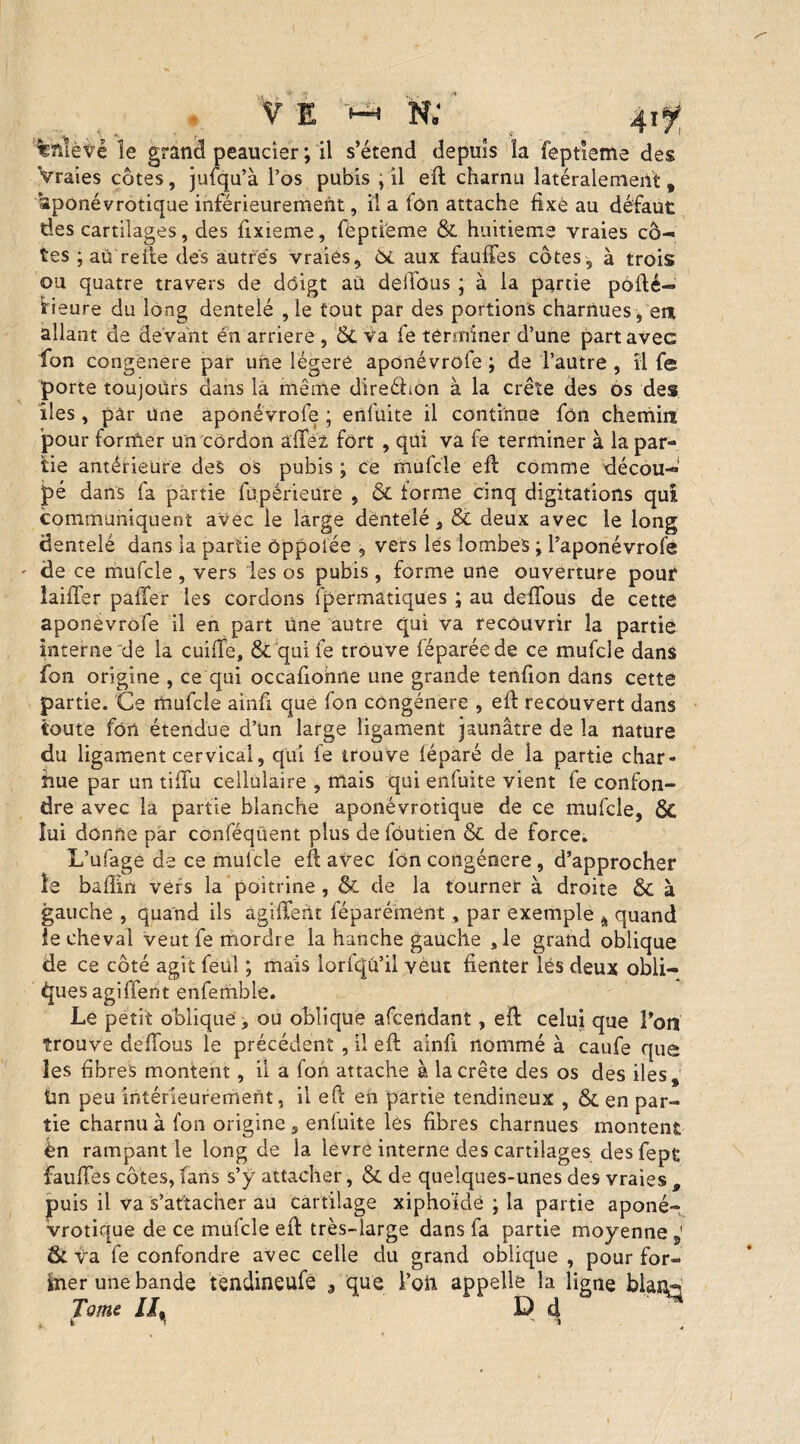%n!èt,é îe grâncl peaucier ; il s’étend depuis la feptieme des Vraies côtes, jufqu’à l’os pubis ; il elt charnu latéralement , aponévrotique inférieurement, il a fôn attache fixé au défaut des cartilages, des fixieme, feptieme & huitième vraies cô¬ tes ; au refte des autres vraies, ôi. aux faurtes côtes, à trois ou quatre travers de dôigt au dellüus ; à la partie porté— fieure du long dentelé ,1e tout par des portions charnues, ett allant de devant en arriéré , & va fe terminer d’une part avec fon congenere par une légère aponévrofe ; de l’autre , ïl fe porte toujours dans la menée direébon à la crête des os des îles, pâr une aponévrofe ; enfuite il continue fôn chemin pour forrfter un côrdon allez fort , qui va fe terminer à la par¬ tie antérieure des os pubis ; ce mufcle ert comme décou¬ pé dans fa partie fu.périeüre , ôt forme cinq digitations qui communiquent avec le large dëntelé, & deux avec le long dentelé dans la partie cppolée , vers lés lombes ; l’aponévrofe ' de ce mufcle , vers les os pubis, forme une ouverture pouf laiffer palier les cordons fpermatiques ; au deilous de cette aponévrofe il en part Une autre qui va recouvrir la partie interne de la cuiiTe, & quife trouve léparéede ce mufcle dans fon origine , ce qui occartohne une grande tenrton dans cette partie. Ce mufcle ainfi que fon congénère , ert recouvert dans toute fôn étendue d’un large ligament jaunâtre de la nature du ligament cervical, qui fe trouve léparé de la partie char¬ nue par un tifla cellulaire , mais qui enfuite vient fe confon¬ dre avec la partie blanche aponévrotique de ce mufcle, ÔC lui donne par conféqiient plus de fôutien Sc de force. L’ufage de ce mulcle ert avec lbn congénère, d’approcher le badin vers la poitrine , & de la tourner à droite & à gauche , quand ils agiffeht féparément , par exemple A quand le cheval veut fe mordre la hanche gauche sle grand oblique de ce côté agit feül ; mais lorfcju’ii veut fienter lés deux obli¬ ques agiffent enfemble. Le petit oblique, ou oblique afcendant, ert: celui que l’on trouve dertous le précédent , il ert ainfï nommé à caufe que les fibres montent, ii a fon attache à la crête des os des iles,' tm peu intérieurement, il ert en partie tendineux , & en par¬ tie charnu à fon origine 5 enluite lés fibres charnues montent èn rampant le long de la levre interne des cartilages des fepç faillies côtes, fans s’ÿ attacher, & de quelques-unes des vraies , puis il va s’attacher au cartilage xiphoïdê ; la partie aponé¬ vrotique de ce mufcle ert très-large dans fa partie moyenne & va fe confondre avec celle du grand oblique , pour for¬ mer une bande tendineufe 3 que fort appelle la ligne blanp Tome IL D d . t * ' T