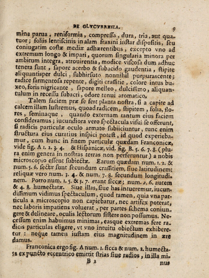 PE OL^CVRRKIEA* ^ paraa , reniformia , comprefia , dora, tria., aut qua*, tuor; foliis lentifcinis in alam fraxini inflar difpoficis, feu coniugatim collas inedias adhaerentibus, excepto vno ad extremum longo &. impari, quorum lingularia minora per ambitum integra, atrouirentia i modice vifeofa dum adhuc tenera funt , fapore acerbo St fubacido gaudentia , ftipite aliquantisper dulci, fubhirfuto nonnihil purpurascente $ radice farmentofa repente, digiti cratlirie , colore intus bu¬ xeo, foris nigricante 5 fapore melleo, dulciilimo , aliquam* tulum in receffu fubscri, odore tenui aromatico® Talem faciem prae fe fert planta noftra ,fi a capite ad calcem illam luftremus, quoadradicem, fiipitem , folia, flo» res, femmaque , quando externam tantum eius faciem confideramus i jucundiora vero {peSaculavifui fe offerunt, fi racheis particulas oculo armato fubiiciuntur, tunc enim ilrudtura eius curatius infpici poteff, id quod experieba® hunc in finem particula quasdam Franconicac, vide fig. A 1, 2. 3. 4. gc Hifpanicas, vid. %. B, 5.6. 7.g. ( plu¬ ra enim genera innofixas terras non perferuntur) a nobi$ microscopia effent fubieilar. Earum quasdam num. i.-2. 6c num. 5. 6, fe£be funt fecundum craffitiem, fiue latitudinems reliquas vero num. 3. 4®’ 8c numa 7. g. fecundum longitudk nem. Porro num. 1.5. Sc 3. 7. erant ficcst; num. 6, autem Sc 4. g» faumeetatas. Siue illas, fiue has intueremur, iucun»? diilimum vidimus fpeiiaculum, quod tamen, quia vnapar¬ ticula a microscopia non capiebatur, nec artifex poterat^ nec laboris impatiens voluerat, per partes fchema conium* gere Sc delineare, oculis ieftorum fidere non poffumus. Ne- ceffum enim habuimus minimas, easque extremas fere ra» dicis particulas eligere, vt yno intuitu ©bie&um exhibere tur : neque tamen iuftam eius magnitudinem in aere pamus. ‘ • Fraiiconkaergofig. A num. 1. ficea 8t num s.hume£ta- !t mpmm mmtmo emittit ftrias mdm, milia m.i-