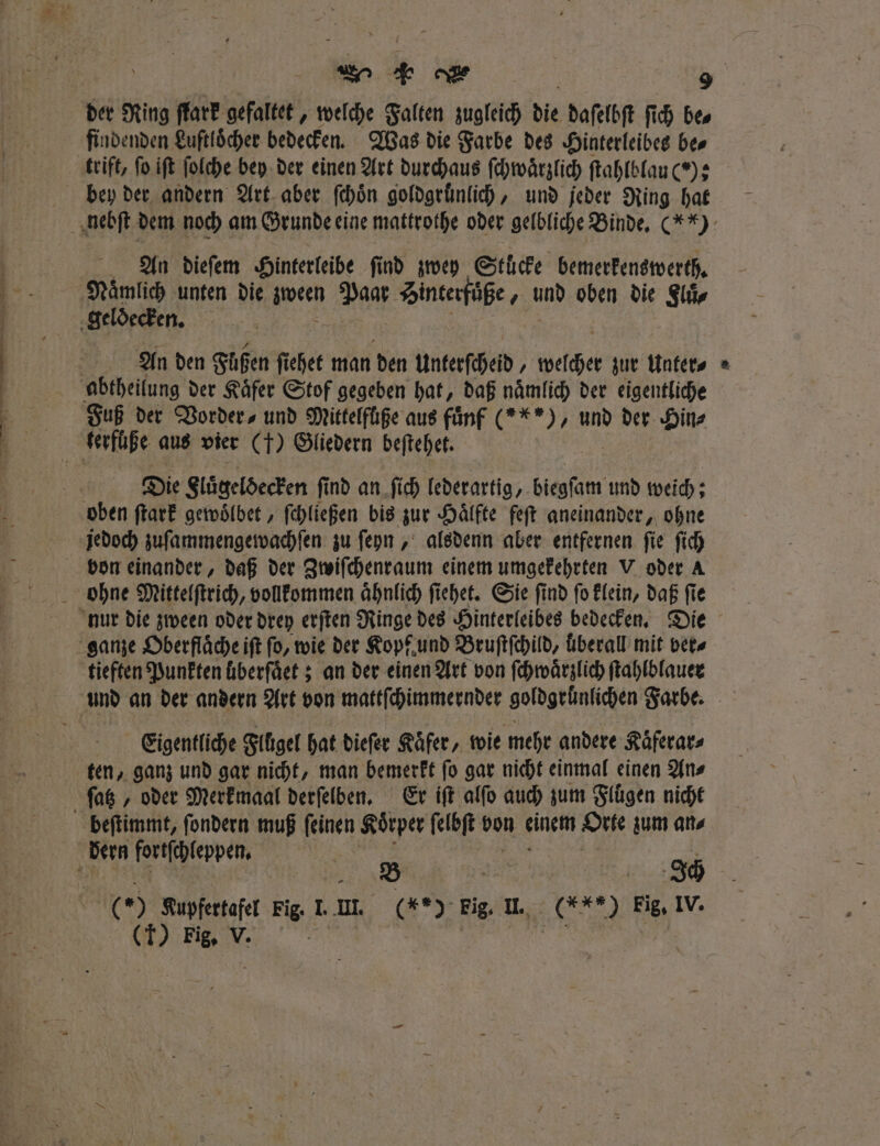 F . &amp; \ * . = findenden Luftloͤcher bedecken. Was die Farbe des Hinterleibes be⸗ trift, ſo iſt ſolche bey der einen Art durchaus ſchwaͤrzlich ſtahlblau ()? An dieſem Hinterleibe ſind zwey Stücke bemerkenswerth. Nämlich unten die zween Pant Sncerfüße, und oben die Flüͤ⸗ An den Füßen ſichet man den Unterfcheid , Wache zur Unter⸗ Fuß der Vorder ⸗ und Mittelfüße aus fünf (***), und der Hin⸗ Die Flügeldecken find an ſich Tederartig, biegſam und weich; tieften Punkten überſaͤet; an der einen Art von ſchwaͤrzlich ſtahlblauer Eigentliche Flügel hat dieſer Käfer, wie mehr andere Käferars ſatz, oder Merkmaal derſelben. Er iſt alſo auch zum Fluͤgen nicht W = Tch *