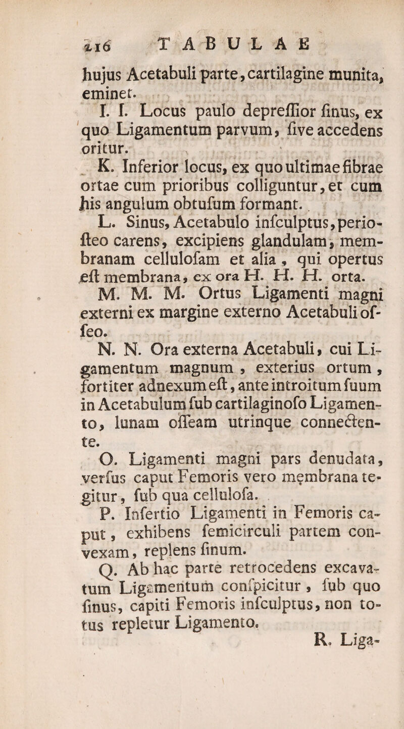 XI6 TABULAE hujus Acetabuli parte,cartilagine munita, eminet. I. I. Locus paulo depreffior finus, ex quo Ligamentum parvum, five accedens oritur. K. Inferior locus, ex quo ultimae fibrae ortae cum prioribus colliguntur, et cum his angulum obtufum formant. L. Sinus, Acetabulo infculptus,perio- fteo carens, excipiens glandulam, mem¬ branam cellulofam et alia » qui opertus eft membrana, ex ora H. H. H. orta. M. M. M. Ortus Ligamenti magni externi ex margine externo Acetabuli of- feo. N. N. Ora externa Acetabuli, cui Li¬ gamentum magnum , exterius ortum , fortiter adnexum eft, ante introitum fuum in Acetabulum fub cartilaginofo Ligamen¬ to, lunam offeam utrinque conne&en- te. O. Ligamenti magni pars denudata, verfus caput Femoris vero membrana te¬ gitur , fub qua cellulofa. P. Infertio Ligamenti in Femoris ca¬ put , exhibens femicirculi partem con¬ vexam , replens finum. Q. Ab hac parte retrocedens excava¬ tum Lige mentu m confpicitur , fub quo finus, capid Femoris infculptus, non to¬ tus repletur Ligamento. R, Liga-