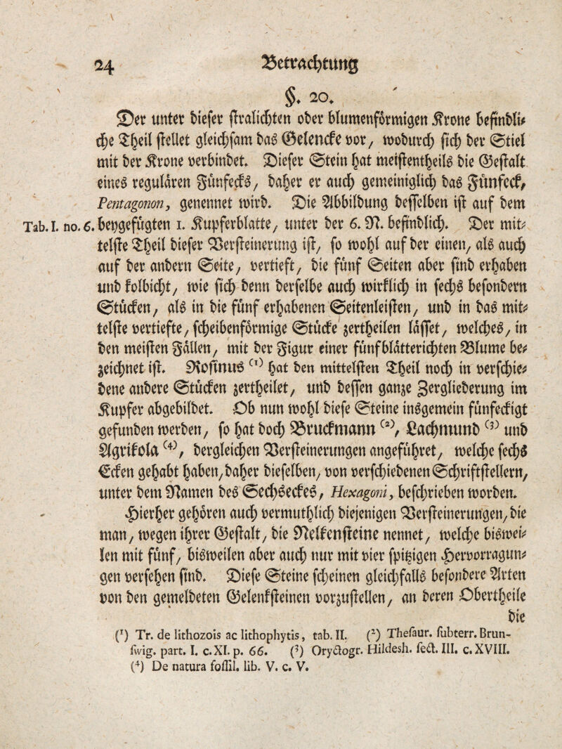 \ ^ ( ■ V 24 25etmc^tttn0 ' §♦ 20,, untev tiefer flvalici^ten ober blumenformigen ^ronc teftntlU d^e ?:^eil flellet gteic^fam taö ©eiencfe »or, «)obur(^ 0dE) tev (StieK mit tev .^vone »erbintet. £)iefer @tein bat meifientbeiB tie ©eflalt eineö regulären gunferfö/ taber er audb gemeinigli^ tag ^unfccf/ Fentagonon, genennet mirt. S)ie 51bbiltung teffciben iji auf tem Tab. I. no. 6. be^gefugten i. .^upferblatte, unter ter 6. Ü?. beflntlicb. Ser mit;* telfie Q:b®*^ 'Ser|leineriing i|l/ fo mobi <tuf ter einen, öIö audb auf ter antern @eite, »ertieft, tie fünf Seiten aber fint erhaben unt folbidbt, t»ie fidb tenn terfelbe au^ mirfii^ in fe4)g befontern (gtücfen, aig in tie fünf erhabenen ©eitenleijlen, unt in tag mit# tctj!e »ertiefte, fcbeibenfürmigc @tucfe sertbeilen täffet, melcbeg/tn ten meiflcn Sdlien, mit ter Sigur einer fünfbldtteridbten 53Iume be# jeicbnet ifl. 9\üt?nu6 b«t tcn mittclflcn ?:beit nodb in »erfdbie# tene untere @tücben jertbeilet, urtt teffen ganje ^ttglieterung im Tupfer abgebiitet. Cb nun mobl tiefe @teine inggemein funfecfigt gefunten werten, fo bat tod) S3rucfmann Cflcbmunt unt g(grifOtft terglei^en 93er|leinerungen angefübret, welche fedbS €cfen gehabt haben, taber tiefeiben, »on »erfchietenen@chriftj!el(ern, unter tem 97amen teg ©ech^ecfeö, Hexagoni, befchrieben Worten. .f)ierber geboren audb »ermutblich tiejenigen 33ev|!einerungen, tie man, wegen ihrer ©efiait, tie 9^e(fenf?eine nennet, welche bigwei# len mit fünf, bigweilen aber audb nur mit »ier fpi^igen .^eroorragun# gen »erfeben fint. Siefe @teine fd)einen gleidbfallg befontere ?Irten »on ten geweiteten ©elenfjleinen »orjujTellen, an teren Cbertbeile tie {') Tr. de lithozois ac lithophytis, tab. II. C) Thefäur. fubterr. Brun- fwig. part. I. c.XI. p. 66. {^) Orydogr. Hildesh. feil. III. c. XVIII. De natura foflil. lib. V. c. V.