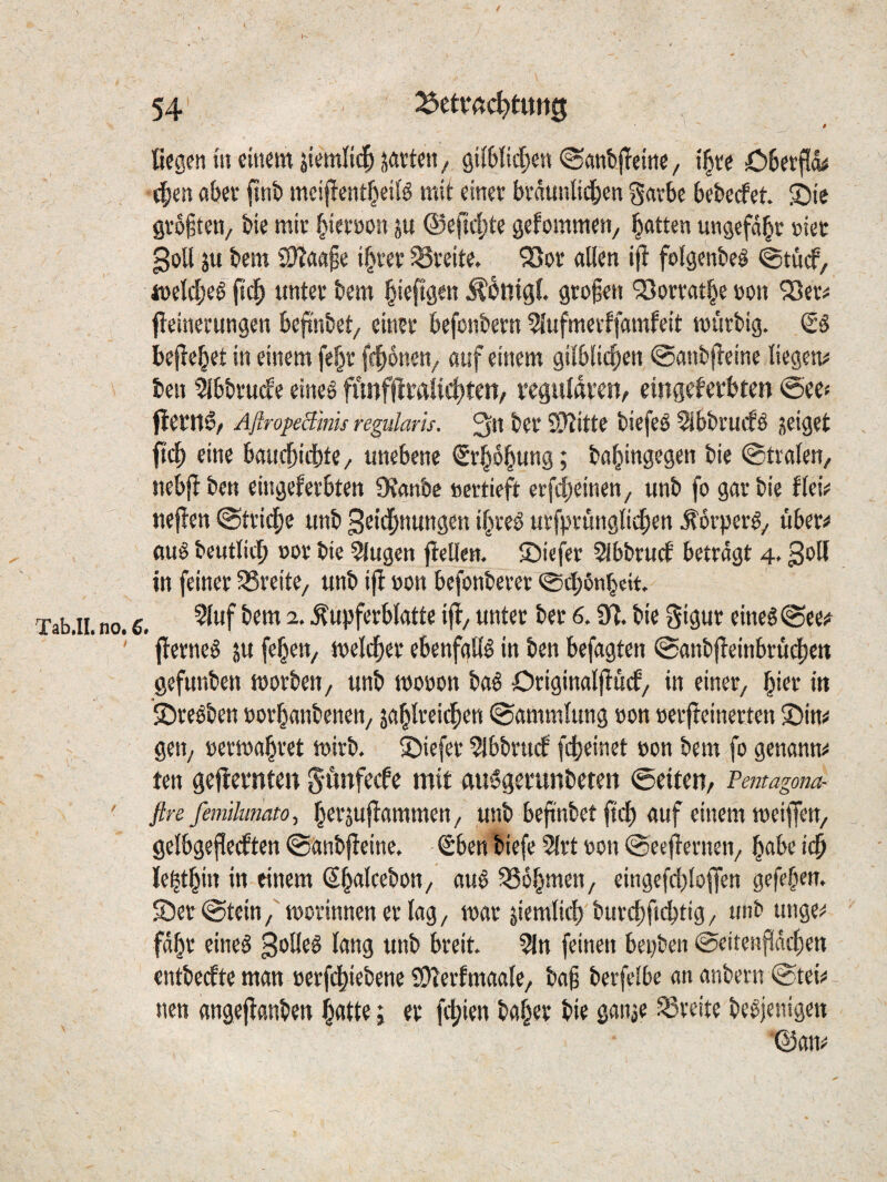 $ ßegenmcmemjiemlicljavten/ 9t(6ltd^en <Sanbf!eitic, i^u öSerf!« abei* fint meijlent^eiB mit einer brdunlit^en garbc 6e&e(fet. S)ie größten/ bie mit ^ietöon ju @eftc|)te gefommen, l^atten ungefaßt riet goU ju fcem 2)?a<»§e i^M-et Breite. '35ot allen ifi folgenbe^ @tü(f, 4üelc|)e6 fic^ unter km §ieftgen Ä^ntgl. gro§en 'jQorrat^e üon ^etü fleinerungen kftnbet/ einer kfontern 5lufmerlfamfeit murbig. <is kße^et in einem fef^r fc|)6nen/ auf einem gilblic^cn @anb|leine liegen# ben ^bbru^e eine§ fimfl!ralid)ten/ teguldven, eingekrbten @ee# flern^/ Aflropeämis regularis. 3n bet 2)?itte biefeS 5i6bruefö Seiget ftc^ eine bauc^ic|)te/ unebene Srl^o^ung; ba^ingegen bie ©tralen, nebjl ben eingeferbten 9?anbc «ertieft erfd;einen/ unb fo gar bie flei# nejlen ©tri^ie unb geid^nungen i^reö urft}rungti(^en ^orperg^ über# auö bcutlicb »or bie klugen flellcn. £)icfer SIbbruef betragt 4, ^e'K in feiner SSreite, unb if! »on befonberer 0(J)6nbeit. Tab.ii. no. 6. ■^«Pf^'-’^atte ift. Unter bet 6.3^. bie gigur eineg (gee# ’ flerneg ju fe^en, melcfier ebenfaßg in ben befagten @anbjTeinbrud^en gefunben morben, unb monon bag Originaljlncf, in einer, ^ier in S)regben »ori^anbenen/ ja^lreid^en ©ammlung »on »erjleinerten J)in# gen, »ermattet mirb. S^iefer ^Ibbrticf fc^einet öon bem fo genann# ten geflernten gönfeefe mit auggerunbeten ©eiten, Pentagona- ' flre femilunato, ^erjuflammen, unb bejinbet fiel) auf einem toeiflen, gelbgeflecften ©anbjleine. €ben biefe Slrt oon ©eeflernen, ^abc le|t^in in einem Slaleebon, aug ^So^men, eingefcijloflfen gefebem Ser^tein, morinnener lag, mar jiemlicb burebftebtig, unb unge# fdbr eineg 3blleg lang unb breit. 3ln feinen bepben ©eitenpeben entbedte man oerfd^iebene SDlerfmaale, bag berfclbe an anbern ©tei# nen angepnben ptte; er freien bapr bie ganae Breite begjenigen ■©an#