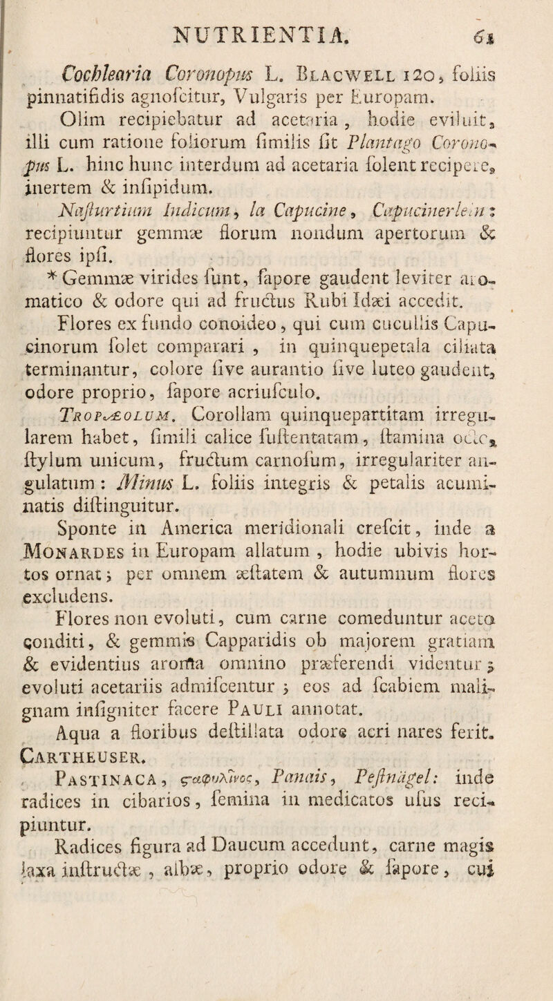Cochlearia Coronopm L. Blacwell i2o, foliis pinnatifidis agnofcitur, Vulgaris per Europam. Olim recipiebatur ad acetaria 5 hodie eviluit, illi cum ratione foliorum fimilis fit Viant ago Corono pus L. hinc hunc interdum ad acetaria folent recipere, inertem & infipidum, Najhirtium Indicum, la Capucine, Caputinerlein % recipiuntur gemmae florum nondum apertorum & flores ipfi. * Geminae virides funt, fapore gaudent leviter aio- nratico & odore qui ad fruclus Rubi Idaei accedit. Flores ex fundo conoideo, qui cum cucullis Capu- Ginorum folet comparari , in quinquepetala cibata terminantur, colore live aurantio five luteo gaudent, odore proprio, fapore acriufculo. Trop^olum. Corollam quinquepartitam irregu¬ larem habet, fimili calice fuftentatam, flamina ouoa ftylum unicum, frudum carnoium, irregulariter an¬ gulatum : Minus L. foliis integris & petalis acumi¬ natis diftinguitur. Sponte in America meridionali crefcit, inde a Monardes in Europam allatum , hodie ubivis hor¬ tos ornat * per omnem seftatem & autumnum flores excludens. Flores non evoluti, cum carne comeduntur aceta conditi, & gemmis Capparidis ob majorem gratiam & evidentius aronla omnino praeferendi videntur 5 evoluti acetariis admifeentur > eos ad fcabiem mali¬ gnam infigniter facere Pauli annotat. Aqua a floribus deftillata odor® acri nares ferit. Cartheuser. Pastinaca, g-cnpuxivoc, Tanais, Pejlnagel: inde radices in cibarios, femina in medicatos ufus reci¬ piuntur. Radices figura ad Daucum accedunt, carne magis laxa inftrudye , albae, proprio odore & fapore, cui