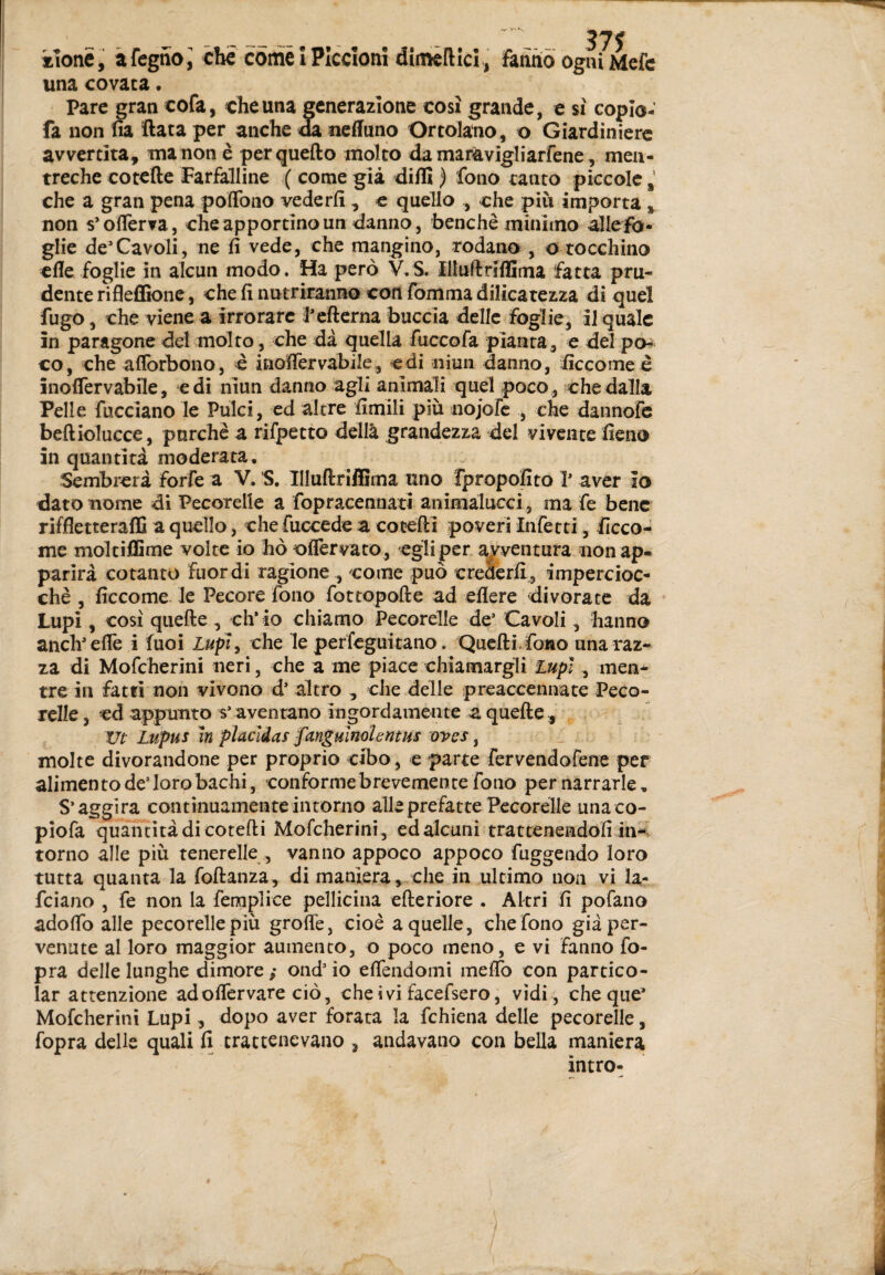 kîotië, àfegnoi che come î Piccioni dimèllIci, fanniò ogni Mefc una covata. Pare gran cofa, che una generazione così grande, e sì coplo- fa non na ftata per anche m ueffuno Ortolano, o Giardiniere avvertita, tnanon è perquefto molto da maravigliarfene, men- treche cotefte Farfalline ( come già diffi ) fono tanto piccole che a gran pena poflbno vederli, c quello , che più importa , non s’oflerva, che apportino un danno, benché minimo allefo- glie de’Cavoli, ne fi vede, che mangino, rodano , o tocchino elle foglie in alcun modo. Ha però V.S. IlluftrìfSma fatta pru¬ dente rifleflìone, che fi nutriranno con lomma dilìcatezza di quel fugo, che viene a irrorare l’ellerna buccia delle foglie, il quale in paragone del molto, che dà quella fuccofa pianta, e del po^ co, che aflbrbono, è inoïTervabile, edi niun danno, ficco me è ìnoffervabile, e di niun danno agli animali quel poco , che dalla Pelle facciano le Pulci, ed altre fimili più nojofc , che dannofe beftiolucce, purché a rifpetto dellà grandezza del vivente fieno in quantità moderata. Sembrerà forfè a V. S, ìlluftriffima uno Ìpropofito ? aver io dato nome di Pecorelle a fopracennati animàlucci, ma fe bene riffletteraffi a quello, che fuccedea cocefti poveri Infetti , ficco- me moltiffime volte io hòoflervato , egli per a^wentura non ap¬ parirà cotanto fuor di ragione , come può crederli, impercioc¬ ché , ficcome le Pecore fono fottopofte ad edere divorate da Lupi, così quelle , ch’io chiamo Pecorelle de’ Cavoli, hanno anch’elle i fuoi che le perfeguitano. QucHLfono una raz¬ za di Mofeherini neri, che a me piace chiamargli lupi, men¬ tre in fatrì non vivono d’ altro , che delle preaccennate Peco¬ relle , ed appunto svaventano ingordamente a quefte, Ur Lupus in placìdas fangHÏnohntus ovss ^ molte divorandone per proprio cibo, e parte fervendofene per alimento de’loro bachi, conforme brevemente fono per narrarle. S’aggira continuamente intorno alle prefatte Pecorelle una co- piofa quantità di cotefli Mofeherini, ed alcuni trateenendofi in^I torno alle più tenerelle , vanno appoco appoco fuggendo loro tutta quanta la foftanza, di maniera, che in ultimo non vi la- feiano , fe non la femplice pellicina citeriore • Altri fi pofano ado db alle pecorelle più grode, cioè a quelle, che fono già per¬ venute al loro maggior aumento, o poco meno, e vi fanno fo- pra delle lunghe dimore / ond’io elTendoini medb con partico- lar attenzione adodcrvare ciò, cheivifacefsero, vidi, cheque’ Mofeherini Lupi, dopo aver forata la fchiena delle pecorelle, fopra delle quali fi trattenevano , andavano con bella maniera ìntro-