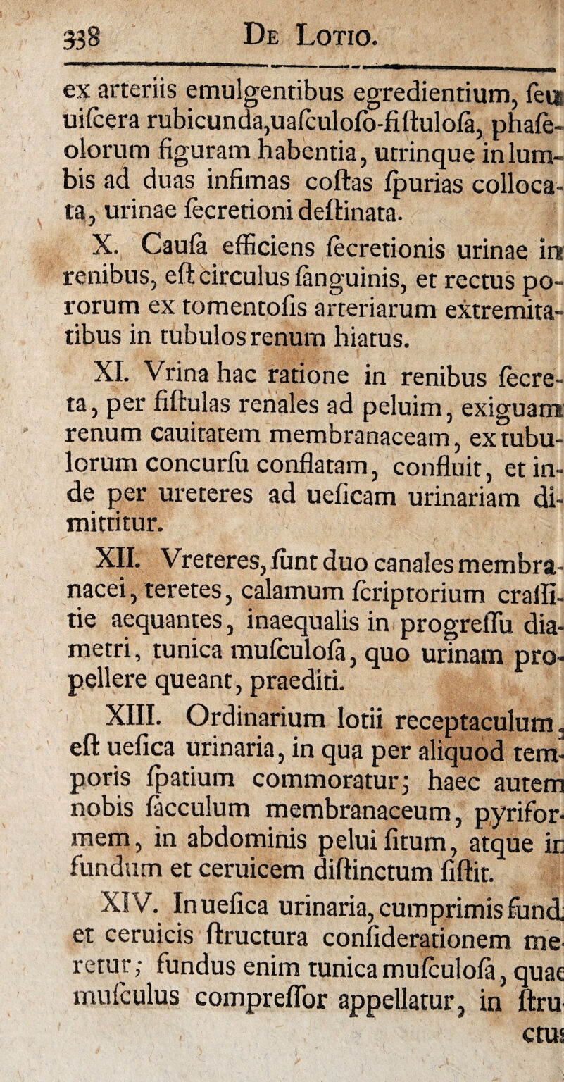 ex arteriis emulgentibus egrediendum, feta uifcera rubicunda,uafculofo-fiftulola, phafe- olorum figuram habentia, utrinque in lum¬ bis ad duas infimas coftas fpurias colloca¬ ta, urinae fecretioni deftinata. X. Caufa efficiens fecretionis urinae ini renibus, eft circulus languinis, et rectus po- rorum ex tomentofis arteriarum extremita¬ tibus in tubulos renum hiatus. XI. Vrinahac ratione in renibus fecre- ta, per fiftulas renales ad peluim, exiguam renum cauitatem membranaceam, ex tubu¬ lorum concurfu conflatam, confluit, et in¬ de per ureteres ad ueficam urinariam di¬ mittitur. XII. Vreteres, funt duo canales membra¬ nacei , teretes, calamum fcriptorium cralli- tie aequantes, inaequalis in progreflu dia¬ metri, tunica mufculofa, quo urinam pro¬ pellere queant, praediti. XIII. Ordinarium lotii receptaculum, eft uefica urinaria, in qua per aliquod tem¬ poris fpatium commoratur 3 haec autem nobis flacculum membranaceum, pyrifor- mem, in abdominis pelui fitum, atque k fundum et ceruicem diftinctum fiftit. XIV. In uefica urinaria, cumprimis flund, et ceruicis ftructura confiderationem me retur; fundus enim tunica muflculola, quae mufculus compreflor appellatur, in ftru