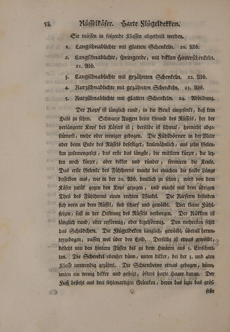 Sie muͤſſen in folgende Klaſſen abgetheilt werden. 1. Langſchnablichte mit glatten Schenkeln. 20. Abb. 2. Langſchnablichte, ſpringende, mit dikken Zinterſchenkeln. 21. Abb. | 3. Langſchnablichte mit gezaͤhnten Schenkeln. 22. Abb. 4. Vurzſchnablichte mit gezaͤhnten Schenkeln. 23. Abb. 5. Rurzſchnablichte mit glatten Schenkeln. 24. Abbildung. Der Kopf ift laͤnglich rund, in die Bruſt eingeſenkt, daß kein Hals zu ſehen. Schwarze Augen beim Grund des Ruͤſſels, der der verlaͤngerte Kopf des Kaͤfers iſt; derſelbe iſt ſchmal, hornicht abge⸗ ſtuͤmpft, mehr oder weniger gebogen. Die Fuͤhlhoͤrner in der Mitte ken zuſamengeſezt / das erſte das laͤngſte / die mittlern kuͤrzer, die lez⸗ ten noch kuͤrzer, aber dikker und ruͤnder, formiren die Keule. Das erſte Gelenke des Fuͤhlhorns macht bei einichen die halbe Laͤnge Kaͤfer zuruͤk gegen den Kopf gezogen, und macht mit dem übrigen Theil des Fuͤhlhorns einen rechten Winkel. Die Kiefern befinden ſich vorn an dem Ruͤſſel, find ſcharf und gewoͤlbt. Vier kleine Fuͤhl⸗ ſpizen, faft in der Oefnung des Ruͤſſels verborgen. Der Rüͤkken iſt laͤnglich rund, oder eyförmig, oder kegelfoͤrmig. Den mehreſten fehlt das Schildchen. Die Fluͤgeldeken laͤnglich, gewoͤlbt, überall herun⸗ tergebogen, paſſen wol über den Leib. Derſelbe iſt etwas gewoͤlbt, beſteht von den hintern Fuͤſſen bis zu dem Hintern aus s. Einſchnit⸗ ten. Die Schenkel obenher duͤnn, unten dikker, bei der 3. und aten Klaſſe innwendig gezaͤhnt. Die Schienbeine etwas gebogen, duͤnn, . ſeſte