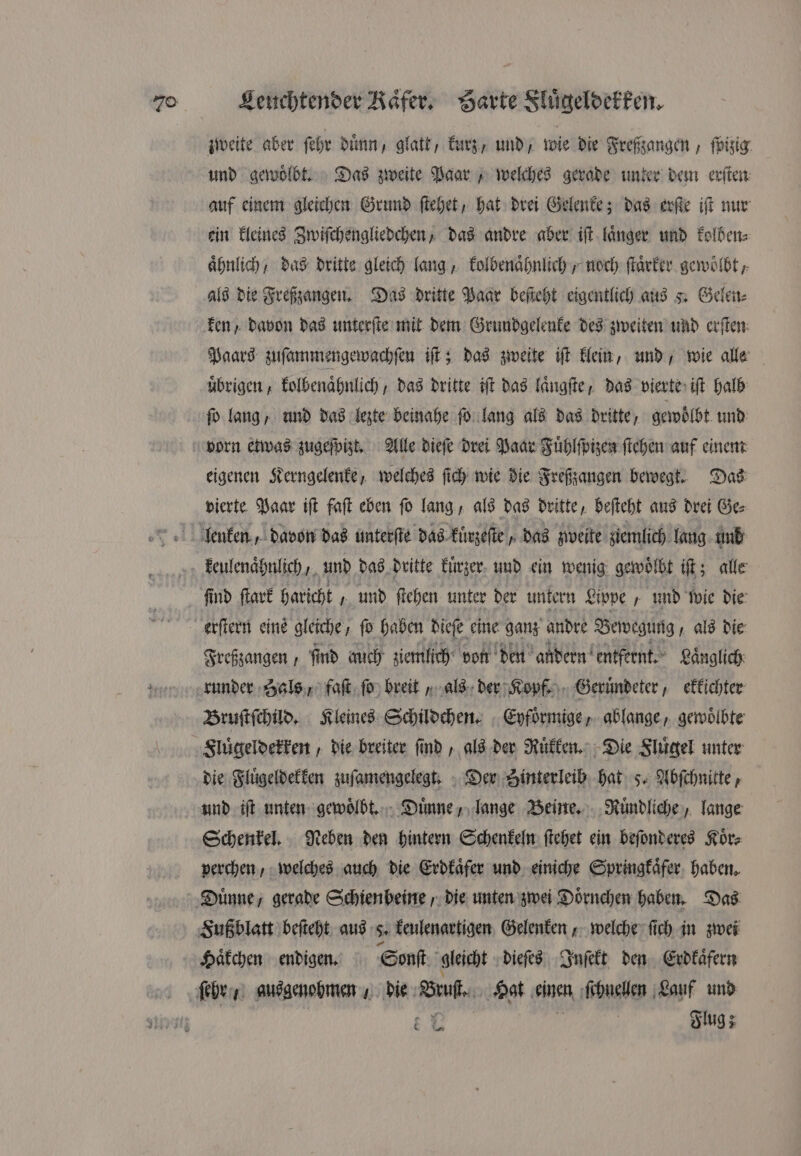 und gewoͤlbt. Das zweite Paar, welches gerade unter dem erſten auf einem gleichen Grund ſtehet, hat drei Gelenke; das erſte iſt nur ein kleines Zwiſchengliedchen, das andre aber iſt laͤnger und kolben⸗ aͤhnlich, das dritte gleich lang, kolbenaͤhnlich , noch ſtaͤrker gewoͤlbt, als die Freßzangen. Das dritte Paar beſteht eigentlich aus 5. Gelen⸗ Paars zuſammengewachſen iſt; das zweite iſt klein, und, wie alle uͤbrigen, kolbenaͤhnlich, das dritte iſt das laͤngſte, das vierte iſt halb ſo lang, und das lezte beinahe ſo lang als das dritte, gewoͤlbt und eigenen Kerngelenke, welches ſich wie die Freßzangen bewegt. Das vierte Paar iſt faſt eben ſo lang, als das dritte, beſteht aus drei Ge⸗ ſind ſtark haricht „und ſtehen unter der untern Lippe und wie die Freßzangen, ſind auch ziemlich von den andern entfernt. Laͤnglich runder Hals, faſt ſo breit, als der Kopf. Geruͤndeter, ekkichter Bruſtſchild. Kleines Schildchen. Eyfoͤrmige, ablange, gewölbte Fluͤgeldekken, die breiter ſind, als der Ruͤkken. Die Fluͤgel unter die Fluͤgeldekken zuſamengelegt. Der Sinterleib hat 5. Abſchnitte, und iſt unten gewoͤlbt. Duͤnne, lange Beine. Ruͤndliche, lange Schenkel. Neben den hintern Schenkeln ſtehet ein beſonderes Koͤr⸗ perchen, welches auch die Erdkaͤfer und einiche Springkaͤfer haben. Haͤkchen endigen. Sonſt gleicht dieſes Inſekt den Erdkaͤfern Flug; 8.