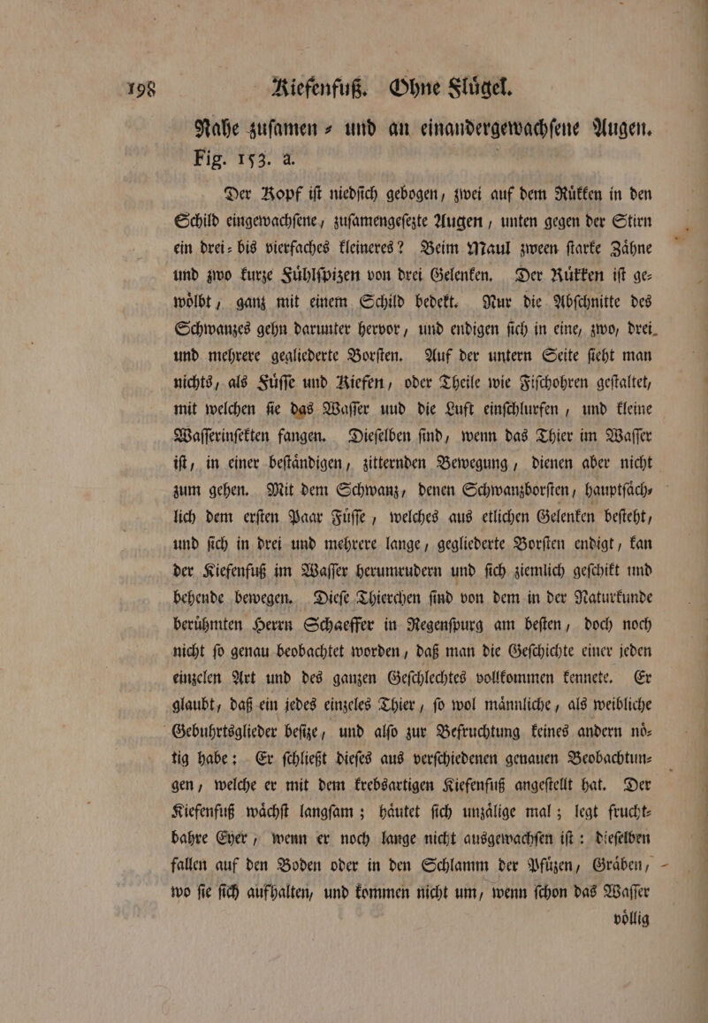 Nahe zuſamen⸗ und an einandergewachſene Augen. Fig. 153. a. Der Vopf ift niedfich gebogen, zwei auf dem Ruͤkken in den Schild eingewachſene, zuſamengeſezte Augen, unten gegen der Stirn ein drei bis vierfaches kleineres? Beim Maul zween ſtarke Zähne und zwo kurze Fuͤhlſpizen von drei Gelenken. Der Ruͤkken iſt ge⸗ woͤlbt, ganz mit einem Schild bedekt. Nur die Abſchnitte des Schwanzes gehn darunter hervor, und endigen fich in eine, zwo, drei. und mehrere gegliederte Borſten. Auf der untern Seite ſieht man nichts, als Fuͤſſe und Kiefen, oder Theile wie Fiſchohren geſtaltet, mit welchen ſie das Waſſer und die Luft einſchlurfen, und kleine Waſſerinſekten fangen. Dieſelben ſind, wenn das Thier im Waſſer lich dem erſten Paar Fuͤſſe, welches aus etlichen Gelenken beſteht, und ſich in drei und mehrere lange, gegliederte Borſten endigt, kan der Kiefenfuß im Waſſer herumrudern und ſich ziemlich geſchikt und behende bewegen. Dieſe Thierchen ſind von dem in der Naturkunde beruͤhmten Herrn Schaeffer in Regenſpurg am beſten, doch noch nicht ſo genau beobachtet worden, daß man die Geſchichte einer jeden einzelen Art und des ganzen Geſchlechtes vollkommen kennete. Er glaubt, daß ein jedes einzeles Thier, fo wol männliche, als weibliche tig habe: Er ſchließt dieſes aus verſchiedenen genauen Beobachtun⸗ gen, welche er mit dem krebsartigen Kiefenfuß angeſtellt hat. Der Kiefenfuß waͤchſt langſam; haͤutet ſich unzaͤlige mal; legt frucht⸗ bahre Eyer, wenn er noch lange nicht ausgewachſen iſt: dieſelben fallen auf den Boden oder in den Schlamm der Pfuͤzen, Graͤben, wo ſie ſich aufhalten, und kommen nicht um, wenn ſchon das Waſſer voͤllig 4