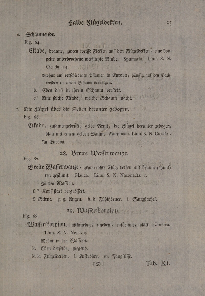 e. Schaͤumende. Fig. 64. 1 Cikade, braune, zween weſſe loten auf den Fluͤgeldekken/ eine dop⸗ pelte unterbrochene waßhehte Sl Spumaria. Linn. S. N. Cicada. 24. var 3 | Wohnt auf verſchiedenen Pflanzen in Europa, haͤuffig auf den Bach⸗ weiden in einem Schaum verhorgen. „ b. Eben dieſe in ihrem Schaum verſtekt. Eine ſolche Cikade, welche Schaum macht. f. Die Fluͤgel uͤber die Seiten herunter 1 Fig. 66. Cikade, zuſamengedruͤkt, gelbe Bruſt/ die Fluͤgel herunter gebogen, blau mit einem gelben Saum. Marginata. Linn. S. N. Cicada - In Europa. | u, 28. Breite Waſſerwanze. Fig. 67. Breite Waſſerwanze, grau— 100 Flügeldekter mit braunen Punk; ten geſaͤumt. Glauca. Linn. S. N. Notonecta. I. In den Waſſern. f. * Kopf ſtark vergroͤſſert. k. Stirne. g. g. Augen. h. h. Fuͤhlhoͤrner. i. Saugſtachel. | 29. Waſſerſkorpion. Fig. 68. Waſſerſkorpion, aſchfarbig 'uneben ; eyförmig / platt. Cinerea. Linn. S. N. Nepa. 5. Wohnt in den Waſſern. k. Eben derſelbe, fliegend. k. k. Flugeldekken. J. Luftroͤhre. m. Fangfuͤſſe. Da Tab. XI. — u