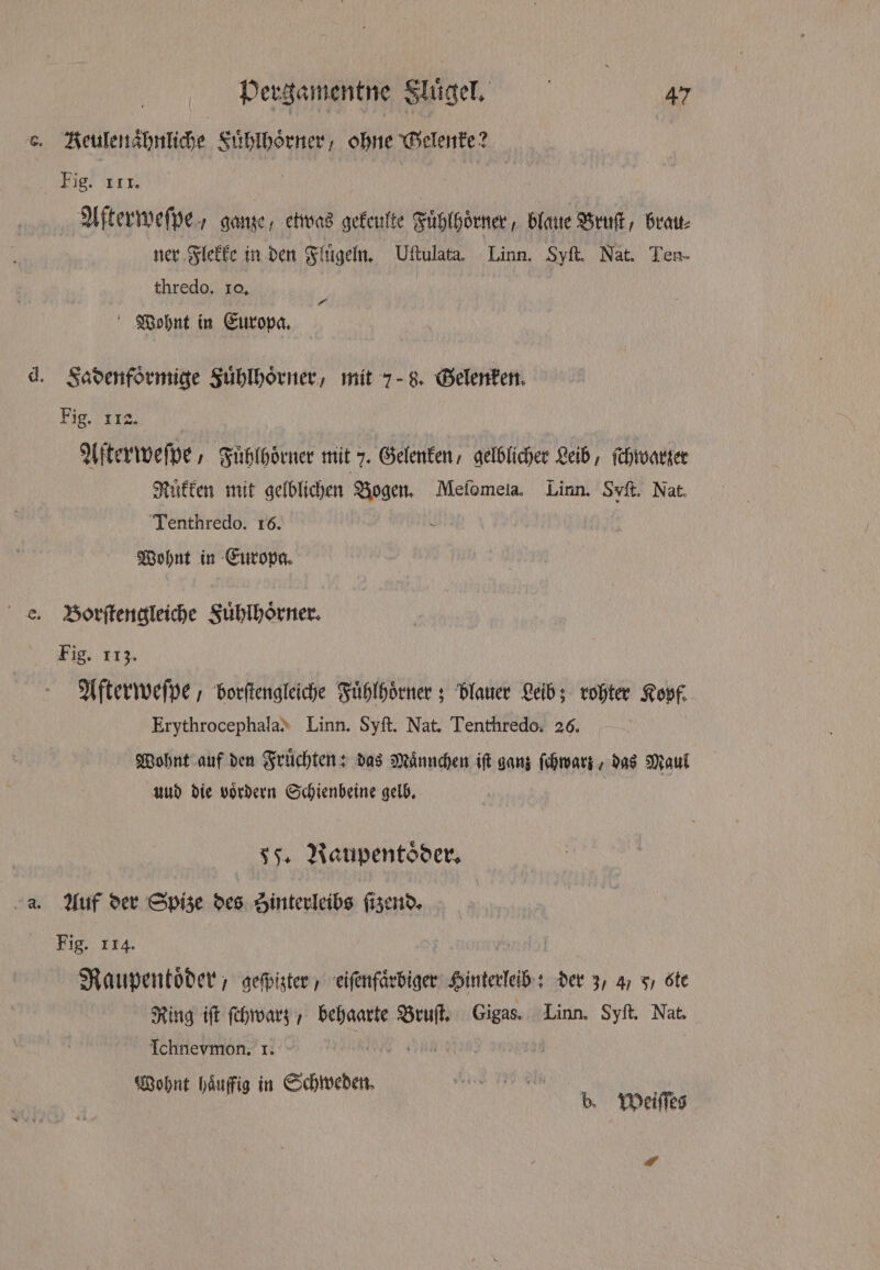 e. Reulenaͤhnliche Fuͤhlhoͤrner, ohne Gelenke? Fig. III. | Aſterweſpe, ganze, etwas gekeulte Fuͤhlhoͤrner, blaue Bruſt, brau⸗ ner Flekke in den Flügeln. Uftulata. Linn. Syſt. Nat. Ten- thredo. 10. | Wohnt in Europa. — d. Fadenfoͤrmige Fuͤhlhoͤrner, mit 7-8. Gelenken. Fig. 118. Afterweſpe, Fuͤhlhoͤrner mit 7. Gelenken, gelblicher Leib, ſchwarzer Ruͤkken mit gelblichen Bogen. Meſomela. Linn. Syſt. Nat. Tenthredo. 16. Wohnt in Europa. e. Borſtengleiche Fuͤhlhoͤrner. Fig. 113. Afterweſpe, borſtengleiche Fuͤhlhoͤrner; blauer Leib; rohter Kopf. Erythrocephala. Linn. Syft. Nat. Tenthredo. 26. Wohnt auf den Früchten: das Männchen iſt ganz ſchwarz „das Maul uud die voͤrdern Schienbeine gelb. ss, Vaupentoͤder. aa Auf der Spize des Hinterleibs ſtzend. Fig. 114. Raupenkoͤder, geſpizter, eiſenfaͤrbiger int lege : der 3, 4/ 57 ste Ring iſt ſchwarz, behaarte Bruſt. Gigas. Linn. Syſt. Nat. Ichnevmon. 1. Wohnt haͤuffig in Schweden. | b. Weiſſes
