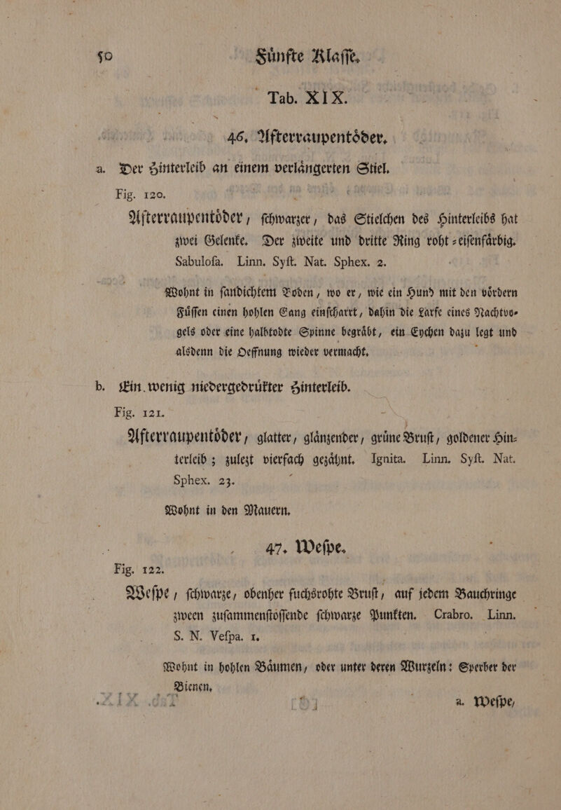 go Suͤnfte Klaſſe. Tab RX 46. Afterraupentoͤder. a. Der Sinterleib an einem verlaͤngerten Stiel. Fig. 120. ofen ie das Stielchen des Hinterleibs hat zwei Gelenke. Der zweite und dritte Ring roht zeifenfärbig. Sabuloſa. Linn. Syſt. Nat. Sphex. 2. Wohnt in ſandichtem Boden, wo er, wie ein Hund mit den voͤrdern Fuͤſſen einen hohlen Gang einſtharrt, dahin die Larfe eines Nachtvo⸗ gels oder eine halbtodte Spinne begraͤbt, ein Eychen dazu legt und alsdenn die Oeffnung wieder vermacht. b. Ein wenig niedergedruͤkter Zinterleib. Fig. 121. | Afterraupentoͤder, glatter, glaͤnzender, gruͤne Bruſt goldener Hin⸗ terleib; zulezt Mekka gezaͤhnt. Ignita. Linn. Syft. Nat. Sphex. 3. Wohnt in den Mauern. N 47. Weſpe. Fig. 122. | wi Weſpe, ſchwarze, obenher fuchsrohte Bruſt, auf jedem Bauchringe zween zuſammenſtoſſende ſchwarze Punkten. Crabro. Linn. S. N. Veſpa. 1. Wohnt in hohlen Baͤumen, oder unter deren e Sperber der a Bienen.