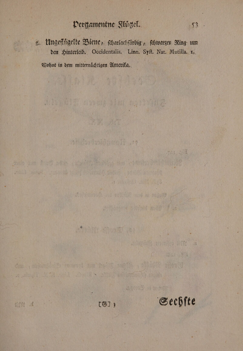 g. Ungeflügelte Biene, ſcharlachfärbig, ſchwarzer Ring um den Hinterleib. Oceidentalis. Linn. Syft. Nat. Mutilla.. r. Wohnt in dem mitternaͤchtigen Amerika. [813 Seeßſte