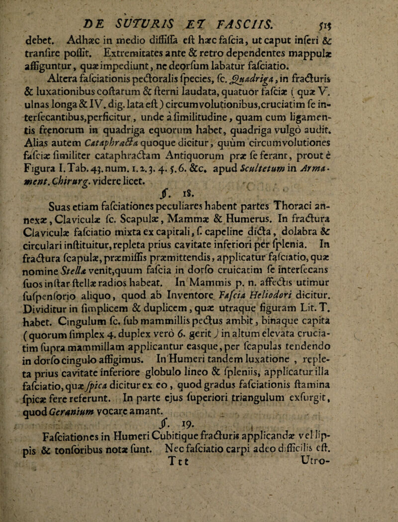 debet. Adhsec in medio diffilfa eft hazcfafcia, ut caput inferi &: tranfire poffit. Extremitates ante & retro dependentes mappulae affiguntur, quae impediunt, ne deprfum labatur fafeiatio. Altera fafeiationis pedoralis fpecies, fc. Quadriga, in fraduris & luxationibus coftarum & fterni laudata, quatuor fafeiae ( quae V. ulnas longa & IV. dig. lata eft ) circum volutionibus,cruciatim fe in¬ ter fecantibus, perficitur , unde afimilitudine, quam cum ligamen¬ tis frenorum in quadriga equorum habet, quadriga vulgo audit* Alias autem CataphraBa quoque dicitur, quum circumvolutiones fafeiae fimi liter cataphractam Antiquorum prae fe ferant, prout e Figura I. Tab. 43. num. 1.2.3. 4. j. 6. &c» apud Scultetum in Arma - ment.Chirurg. videre licet. • / ' ; $. IS. ; * Suas etiam fafeiationes peculiares habent partes Thoraci an¬ nexae, Claviculae fc. Scapulae, Mammae & Humerus. In fradura Claviculae fafeiatio mixta ex capitali, £ capcline dida, dolabra bc circulari inftituitur,repleta prius cavitate inferiori per fplenia. In fradura fcapulae,praemiffis praemittendis, applicatur fafeiatio,quas nomine Stella venit,quum fafeia in dorfb cruicatim fe interfecans fuosinftar ftellae radios habeat. In Mammis p. n. affedis utimur fufpenforio aliquo, quod ab Inventore^ Fafeia Heliodori dicitur. Dividitur in fimplicem & duplicem, quae utraque figuram Lit. T* habet. Cingulum fc. fub mammillis pedtus ambit, binaque capita (quorum fimplex 4. duplex vero 6. gerit) in altum elevata crucia- tim fupra mammillam applicantur easque,per fcapulas tendendo in dorfo cingulo affigimus. In Humeri tandem luxatione , reple¬ ta prius cavitate inferiore globulo lineo & fpleniis, applicatur illa fafeiatio, quae /pica dicitur ex co , quod gradus fafeiationis flamina fpiese fere referunt. In parte ejus fuperiori triangulum exfurgit, quod Geranium vocare amant. 19. Fafeiationes in Humeri Cubitique fraduris applicandae vel lip¬ pis & tonforibus notx funt. Nec fafeiatio carpi adeo difficilis eft. Ttt Utro-