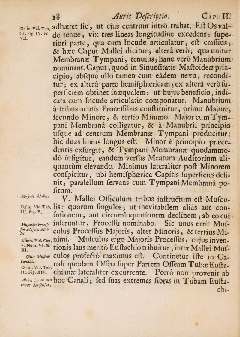 Beiin.vid.Tab. adhaeret fic, ut ejus centrum intro trahat. EftGsvai» m.Fig rv.& <je tenue, vix tres lineas longitudine excedens: Elpe¬ nori parte, qua cum Incude articulatur, eft craflius* &: haec Caput Mallei dicitur * altera vero i qua unitur : Membranae Tympani, tenuius* hanc vero Manubrium nominant. Caput, quod in Sinuofitatis Maftoidex prin¬ cipio, abfque ullo tamen cum eadem nexu, recondi¬ tur* ex altera parte hemifphxricam *ex altera vero fu- perficiem obtinet inaequalem; ut hujus beneficio, indi¬ cata cum Incude articulatio componatur. Manubrium a tribus acutis Proceflibus conftituitur, primo Majore, fecundo Minore, & tertio Minimo. Major cum Tym¬ pani Membrana colligatur, & a Manubrii principio ufque ad centrum Membranx Tympani producitur: hic duas lineas longus eft. Minor e principio prxee- dentis exfurgit, & Tympani Membranx quodammo¬ do infigitur, eandem verfiis Meatum Auditorium ali¬ quantum elevando. Minimus lateraliter poft Minorem confpicitur, ubi hemifphxrica Capitis fuperficies defi¬ nit, paralellum fervans cum Tympani Membrana po firum. V. Mallei Officulum tribus inftrucftum eft Mufcu- D.elin, Vid.Tab, III. Figo V, Mufculm Procef- fus Majoris Mal- lei, Ufum, Vld. Cap, V. Num. VI. & XI. IJiiut Mxfculi Canalis. Delin. Vid. Tab, III. Fig, XIV. Ab hoc Canali non mtnr MmJchIm a lis: quorum fingulos; ut inevitabilem alias aut con- fufionem, aut circumloquutionem declinem j ab eo cui inferuntur, Proceffii nominabo. Sic unus errit Muf- culus ProcefTus Majoris, alter Minoris, & tertius Mi¬ nimi. Mulculus ergo Majoris Proceflus; cujus inven¬ tionis laus merito Euftachio tribuitur; inter Mallei Muf- culos proferto maximus eft. Continetur ifte in Ca¬ nali quodam Ofieo fuper Partem Qfleam Tubae Eufta- chianae lateraliter excurrente. Porro non provenit ab hoc Canali i fed fuas extremas fibras in Tubam Eufta- chi~