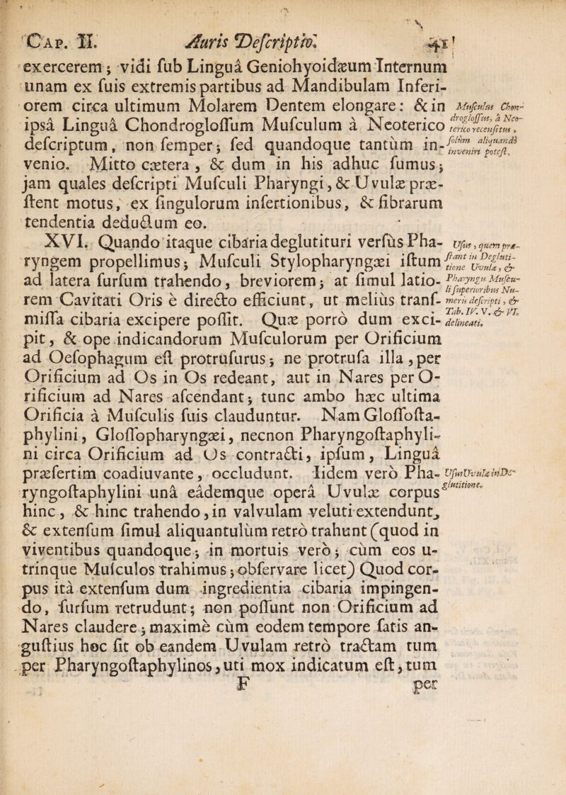 ^exercerem * vidi fub Lingui Geniohyoideum Internum unam ex fuis extremis partibus ad Mandibulam Inferi¬ orem circa ultimum Molarem Dentem elongare: &in Mnfculm Chm~ ipsa Lingui Chondrogloffum Mufculum a Neoterico teneo recenjttus * deferiptum, non femper * fed quandoque tantum i venio. Mitto extera , & dum in his adhuc fumus * jam quales deferipti Mufculi Pharyngi , & Uvulx prx- ftent motus, ex fingulorum infertionibus, & fibrarum tendentia deducum eo. XVI. Quando itaque cibaria deglutituri verfusPha- Ufut 5 qtiefnprt' ryngem propellimus i Mufculi Stylopharyngsei iftum{“^f^ ad latera furfum trahendo, breviorem* at fimul latio- rem Cavitati Oris e diredto efficiunt, ut melius tranf- meris deferipti, dr miffia cibaria excipere poffit. Qux porro dum exci- de lineat i, pit, & ope indicandorum Mufculorum per Orificium ad Oefophagum efi protrufurus5 ne protrufa illa,per Orificium ad Os in Os redeant, aut in Nares perO- rificium ad Nares afeendant* tunc ambo hxc ultima Orificia a Mufculis fuis clauduntur. NamGloffiofta- phylini, Gloffopharyngxi, necnon Pharyngoftaphyli- ni circa Orificium ad Os contradti, ipfum. Lingua prxfertim coadiuvante, occludunt. lidem vero Pha- Vfus Uvula ryngoftaphylini una eademque opera Uvulx corpus hinc, & hinc trahendo, in valvulam velati extendunt,, & extenfum fimul aliquantulum retro trahunt (quod in viventibus quandoque* in mortuis vero* cum eos u~ trinque Mutculos trahimus * obfervare licet) Quod cor¬ pus ita extenfum dum ingredientia cibaria impingen¬ do, furfum retrudunt ; non pofiimt non Orificium ad Nares claudere * maxime chm eodem tempore fatis an- guftius hoc fit ob eandem Uvulam retro tradlam tum per Pharyngoftaphylinos,uti mox indicatum eft,tum F per