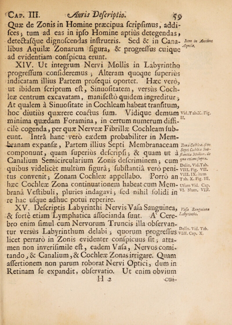 Quae de Zonis in Homine prascipua fcripfimus, addi- fcesj tum ad eas in ipfo Homine aptius detegendas» deteftafque dignofcendas inftrueris. Sed & in Cana- Item in Aurwm libus Aquilx Zonarum ^figura, & progreflus cuique - ad evidentiam confpicua erunt. XIV. Ut integrum Nervi Mollis in Labyrintho progreffum confideremus 3 Alteram quoque fuperius indicatam illius Partem profcqui oportet. Hxc vero, ut ibidem fcriptum eft, Sinuofitatem, versus Coch¬ leae centrum excavatam, manifefto quidem ingreditur 3 At qualem a Sinuofitate in Cochleam habeat tranfitum, hoc diutius quaerere coaftus fum. Vidique demum vid.Tab.x,pig. minima quaedam Foramina, in certum numerum diffi- ’ cile cogenda,perquaeNerveaeFibrillae Cochleamfub- eunt. Intra hanc vero eaedem probabiliter in Meni- iaranam expanfx, Partem illius Septi Membranaceam Zona Cockk&i r • \ J f ' f o i. v Septi Cochlea Sub- componunt, quam iupenus delcripfi3 & quam ut aji^naMou^dc Canalium Semicircularium Zonis deferiminem 5 cum vuaetiamfa?ra- quibus videlicet multum figura 3 fubftantia vero peni-viilfT^ vii.* tus convenit5 Zonam Cochlea: appellabo. Porro anTu. hxc Cochleae Zona continuationem habeat cum Meni-urum vid. cap. brana Veftibuli, pluries indagavi 3 fcd nihil folidi in VL Num* ViIL re hac ufque adhuc potui reperire. XV. Defcriptis Labyrinthi NervisVafa Sanguinea, p^a sangmm* ■:<& forte etiam Lymphatica affocianda funt, A' Cere- LabJrinthu bro enim fimul cum Nervorum Truncis illa obfervan» tur versus Labyrinthum delabi 3 quorum progreflus voTcIpTx^ licet perraro in Zonis evidenter confpicuus fit 3 atta¬ men non inverifimile eft, eadem Vafa, Nervos comi¬ tando j<k Canalium, &Cochlex Zonas irrigare. Quam aflertionem non parum roborat Nervi Optici, dum in Retinam fe expandit j obfervatio. Ut enim obvium H -2 cui-