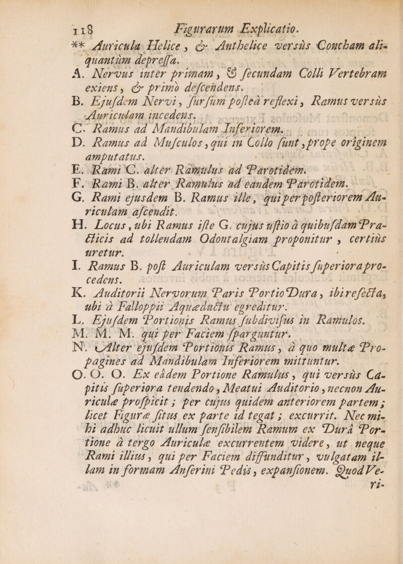 ** Auricula Helice > & Anthelice versus Concham ali- quantum deprejfa. A. Nervus inter primam y & fecundam Colli Vertebram exiens, & primo defendens. B. Ejufdcm Nervi, furfum pofed reflexi 3 Ramus versus Auriculam incedens. C. Ramus ad Mandibulam Inferiorem. D. Ramus ad Mu/culos y qui in lolio funt ^prope originem amputatus. E. Rami C. alter Ramulus ad Rarotidem. F. Rami B. alter Ramulus ad eandem Rarotidem. G. Rami ejusdem B. Ramus ille, qui p er poferior em Au- ricula?n afcendit. H. Locus, ubi Ramus ifte G. cujus ufiio d quibufdamRra- Ilicis ad tollendam Odontalgiam proponitur > certius uretur. I. Ramus B. poft Auriculam versus Capitis fuperiorapro- cedens. K. Auditorii Nervorum Raris RortioDura, ibi re feli a% ubi d Falloppii Aquadutlu egreditur. L. Ejufdem Portionis Ramus fubdivifm in Ramulos. M. M. M. qui per Faciem fparguntur* N. iMlter ejufdem Portionis Ramus > d quo multa Rro- pagines ad Mandibulam Inferiorem mittuntur. O. O. O. Ex eadem Portione Ramulus, qui versus Ca¬ pitis fuperiora tendendo, Meatui Auditorio, necnon Au¬ ricula profpicit; per cujm quidem anteriorem partem; licet Figura fitus ex parte id tegat; excurrit. Nec mi¬ hi adhuc licuit ullum fenfi'bilem Ramum ex Dura Por¬ tione d tergo Auricula excurrentem videre 5 ut neque Rami illius 3 qui per Faciem diffunditur, vulgatam il¬ lam in formam Anferini Redis, expanfwnem. fjhodVe-