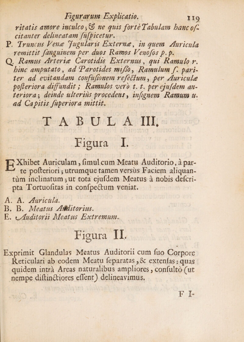 vitatis amore inculco * SJ ^ ^/4/j forteTabulam hancoff citant er delineat am fufpicetur. P, Truncus Vente Jugularis Externa, in quem Auricula remittit Janguinem per duos Ramos Venofos p.p. Q. Ramus Arterite Carotidis Externus, qui Ramulo r. amputato, ad Far otides miffo^ Ramulum f. pari¬ ter ad evitandam confujionem refelilum, Auriculte pofieriora diffundit; Ramulos vero t. t. per ejufdem an¬ teriora ; deinde ulterius procedens, infignem Ramum u. Capitis fuperiora mittit. TABULA III. Figura I. C Xhibet Auriculam 5 fimul cum Meatu Auditorio, a par- te pofteriori; utrumque tamen versus Faciem aliquan¬ tum inclinatum ^ ut tota ejufdem Meatus a nobis defcri- pta Tortuofitas in confpeftum veniat. A. A. Auricula. B. B. Meatus Auditorius. E. xMluditorii Meatus Extremum. Figura II. • Exprimit Glandulas Meatus Auditorii cum fuo Corpore Reticulari ab eodem Meatu feparatas, & extenlas: quas quidem intra Areas naturalibus ampliores} confulto (ut nempe diftinftiores effentj delineavimus.