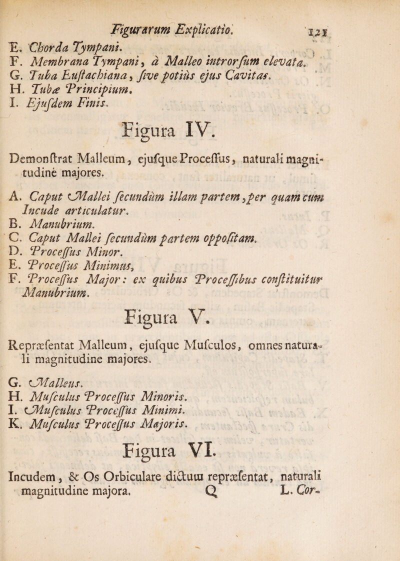 E. 'Chorda Tympani. F. Membrana Tympani, d Malleo introrfutn elevata. G. Tuba Euflachiana, five potius ejus Cavitas. H. Tuba Trincipium, I. Ejufdem Finis. Figura IV. Demonflrat Malleum s ejufque Proceffusy naturali magni¬ tudine majores. A» Caput CMallei fecundum illam partem,per quam cum Incude articulatur. B. Manubrium. C. Caput Mallei fecundum partem oppoptam. D. Trocejfus Minor. E. Trocejfus Minimus, F. Trocejjus Major: ex quibus TroceJJibus confiituitur Manubrium. ' Figura V. Repraefentat Malleum, ejufque Mufculos, omnes natura¬ li magnitudine majores* G. CMa Ileus. H. Mufculus Trocejfus Minoris. I. 131 ufculus Trocejfus Minimi. K, Mufculus Trocejfus Majoris. Figura VI. Incudem , & Os Orbiculare diduco reprcefentat, naturali magnitudine majora. Q L. Cw»