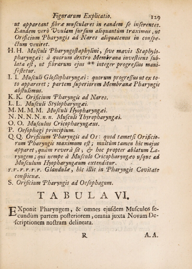 ut appareant fibra muficulares in eandem fie inferentes. Eandem vero Uvulam furfum aliquantum traximus Orificium Pharyngis ad 'Nares aliquatenm in confpe- Sium veniret. ~H. H. Mufculi Pharyngoftaphylini, /w mavis Staphylo- pharyngei: ^ quorum dextro Membrana invefiiens fub- lata efi y ut fibrarum ejus integer progrefius mani- feftetur. I. I. Mufculi Glofiopharyngei: quorum progrefftu ut ex to¬ to appareret; partem fuperiorem Membrana Pharyngis abfiulimus. K. K. Orificium Pharyngis ad Nares„ L. L. Mufculi Stylopharyngei. M. M. M. M. Mufculi HyopharyngeL N. N. N. N. n. n. Mufculi Thyropharyngei. O. O. Mufculus Cricopharyngeus. P. Oefopkagi principium. Q. Q. Orificium Pharyngis ad Os : tametfi Orificio« Tum Pharyngis maximum e fi ; multum tamen hic majus apparet •> quam revera fit* ^ Zw propter ablatum La¬ ryngem; qui nempe d Mufculo Cricopharyngeo iifque ai Mu/culum Hyopharyngeum extenditur. r.r.r.r. r.r. Glandule 5 hic illic in Pharyngis Cavitate conficite. S. Orificium Pharyngis ad Oefophagum. TABULA VI. ICXponit Pharyngem, & omnes ejufdem Mufculos fe- ^cundiim partem pofteriorem, omnia juxta Novam De¬ scriptionem noflram delineata. R A. .4, N