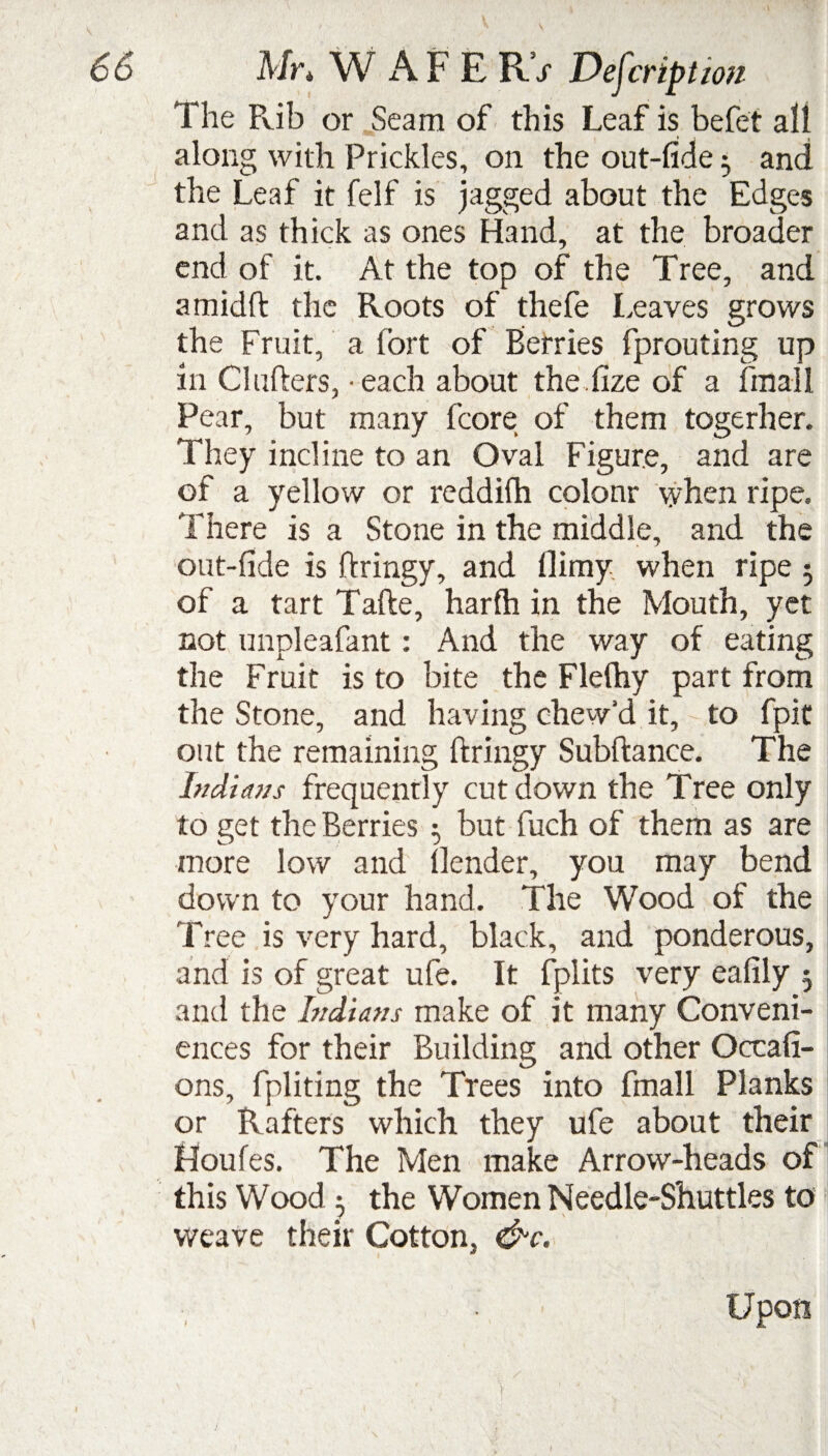 The Rib or Seam of this Leaf is befet all along with Prickles, on the out-fide t, and the Leaf it felf is jagged about the Edges and as thick as ones Hand, at the broader end of it. At the top of the Tree, and amidft the Roots of thefe Leaves grows the Fruit, a fort of Berries fprouting up in Cl lifters,-each about the.fize of a fmall Pear, but many fcore of them togerher. They incline to an Oval Figure, and are of a yellow or reddifh colour when ripe. There is a Stone in the middle, and the out-fide is ftringy, and flimy when ripe 5 of a tart Tafte, harfh in the Mouth, yet not unpleafant: And the way of eating the Fruit is to bite the Flefhy part from the Stone, and having chew'd it, to fpit out the remaining ftringy Subftance. The Indians frequently cut down the Tree only to get the Berries $ but fuch of them as are more low and llender, you may bend down to your hand. The Wood of the Tree is very hard, black, and ponderous, and is of great ufe. It fplits very eafily 5 and the Indians make of it many Conveni¬ ences for their Building and other Occafi- ons, fpliting the Trees into fmall Planks or Rafters which they ufe about their Houfes. The Men make Arrow-heads of this Wood ^ the Women Needle-Shuttles to weave their Cotton, &c. Upon ' . ■ r :: V: ■ ,'v Ji\ / ♦