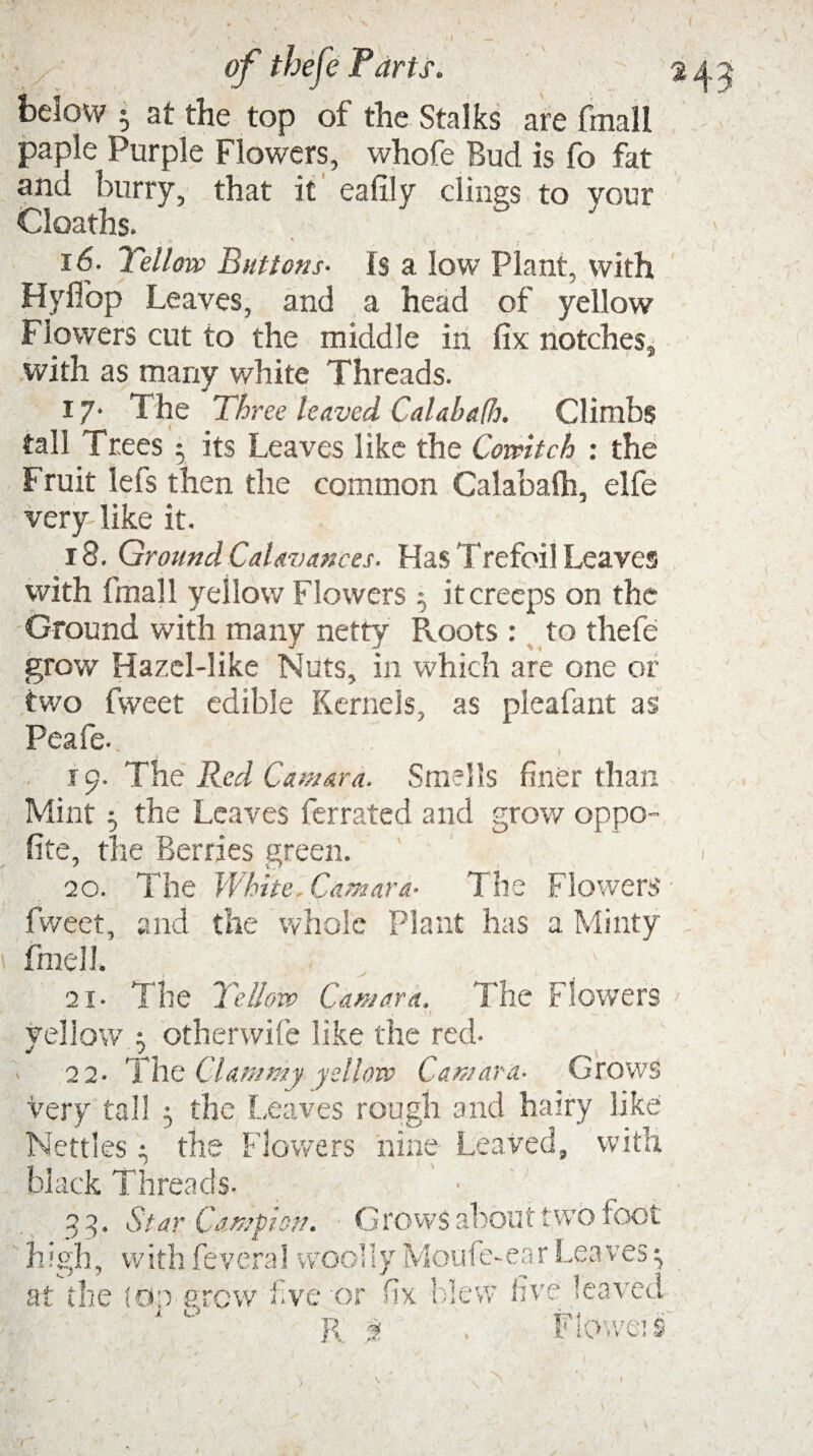 below 5 at the top of the Stalks are finall paple Purple Flowers, whofe Bud is fo fat and burry, that it eafily dines to your Cloaths. , b * , 1 16. Yellow Buttons- fs a low Plant, with Hyffop Leaves, and a head of yellow Flowers cut to the middle in fix: notches, with as many white Threads. 17- The Three leaved Calabafh. Climbs tall Trees • its Leaves like the Cowitch : the Fruit lefs then the common Calabafh, elfe very like it. 18. Ground CaUvances. Has Trefoil Leaves with final 1 yellow Flowers ^ it creeps on the Ground with many netty Roots : to thefe grow Hazel-like Nuts, in which are one or two fweet edible Kernels, as pleafant as Peafe.. 19. The Red Camara. Smells finer than Mint 5 the Leaves ferrated and grow oppo- fite, the Berries green. 20. The White. Camara- The Flowers fweet, and the whole Plant has a Minty fine!]. 2i- The Yellow Camara. The Flowers yellow ^ otherwife like the red- 2 2- 'The Clammy yellow Camara- Grows very tall , the Leaves rough and Ivory like Nettles $ the Flowers nine Leaved, with black Threads- 33, Star Campion. Grows about two foot h igh, w ith fevera 1 wool I y Mouf e-ea r Lea ves ^ at the ton grew five or fix blew five leaved r<i 1? ! C