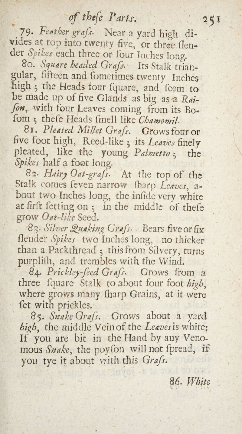 of thefe Parts. , ; 25 79. Feather graft- Near a yard high di¬ vides at top into twenty five, or three flen- der Spikes each three or four Inches long. 80. Square headed Grafs. Its Stalk trian¬ gular, fifteen and fometimes twenty Inches high 5 the Heads lour fquare, and feem to be made up of five Glands as big as a Rai- fmr with four Leaves corning from its Bo- bom 3 thefe Heads fmell like Chamomil. 81. Pleated Millet Grajs. Grows four or live foot high, Ifeed-like 3 its Leaves finely pleated, like the young Palmetto3 the Spikes half a foot long. 8 2. Hairy Oat-graJ's. At the top of the Stalk comes feven narrow {harp Leaves, a- bout two Inches long, the infide very white at firft fetting on 3 in the middle of thefe grow Oat-like Seed. 83. Silver Quaking Grafs• Bears five or fix blender Spikes two Inches long, no thicker than a Packthread 3 this from Silvery, turns purplilli, and trembles with the Wind. 84. Prickley-feed Grafs. Grows from a three fquare Stalk to about four foot high, where grows many (harp Grains, at it were fet with prickles. 85. Snake Grafs. Grows about a yard high, the middle Vein of the Leaves is white; If you are bit in the Hand by any Veno¬ mous Snake, the poyfon will not fpread, if you tve it about with this Grafs.