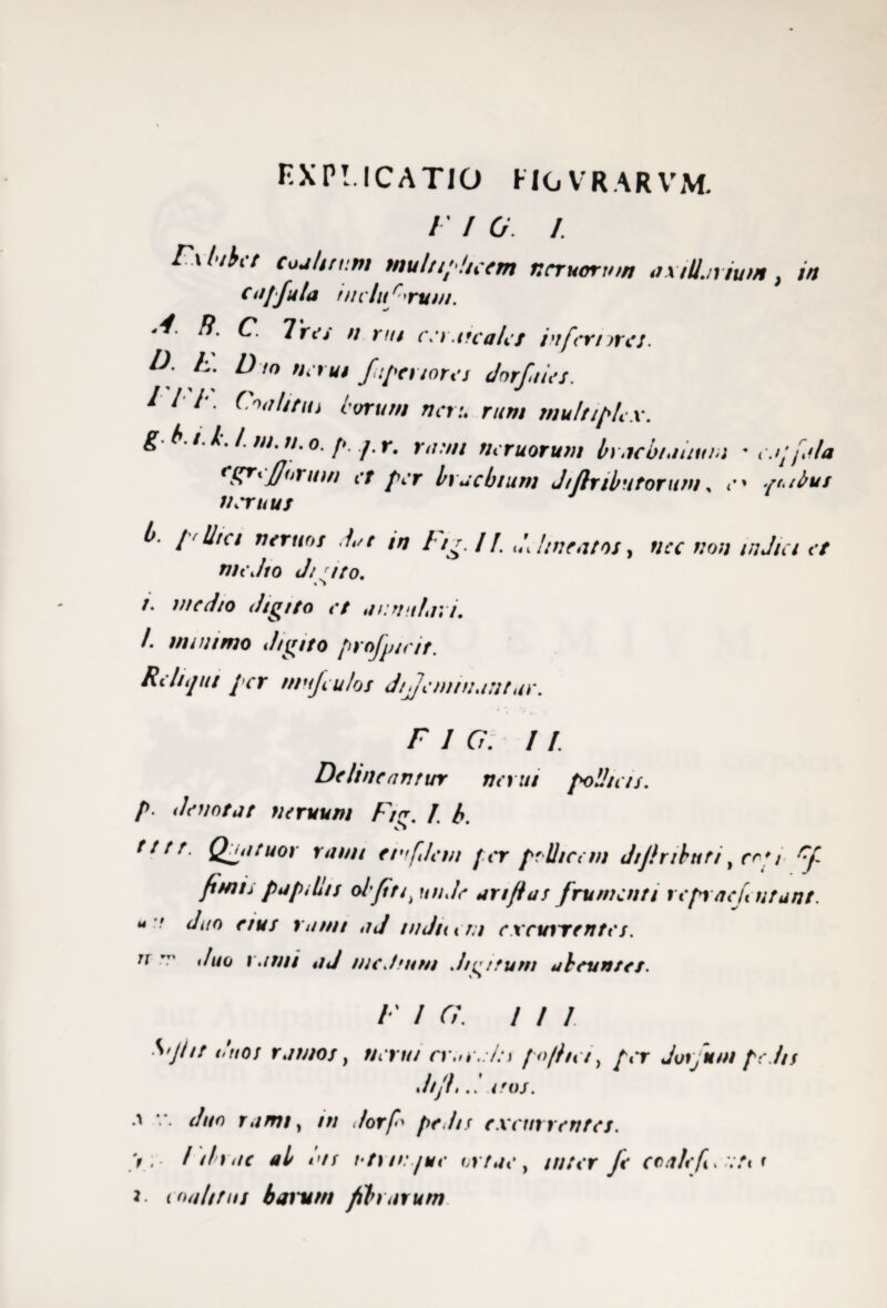 KXPI.ICATIO HOVRARVM. Fx ' CoJhn:rii multiplicem nemorum oxiU.irium} in etiffula indu rrvui. -4. R. C. Tres n rui cer.irca/et infernrcs. D- h. D to nerui fipenores dorfuies. 1 i i. CoaUtui iorum ner:, rum multiplex. g * i td.m.n.o. p. j.r. rum/ neruorum brachialium • <•.//fala rgTifi1i^u)n et per brachium J/flr/butorum, e * qoibus neruus b- p'Utc/ n eruos dat m I/g.I1. J[/ineat os, nec non indici et me Jio Ji ito. « » /. mcJto J/g/to et annulari. /. minimo J/gito profp/cit. Reliqut j cr mnjeu/os Jtjemtuuntur. r i a . i r Delineantur nerui poUieis. P denotat nervum Ft*. L b. iS tttt. Qua tuor rami er: filem fer p* Ilicem J/Jlnbtit/, r^'/ fimis papillis olfit t > unde ari fi as frumenti repracU utant. 44 7 indit in excuiremes. it r' </i/o rumi aJ me J tum di^/tum abeuntes. F I G. I / 1 ^>Jht (>ttoi ramos, nerui rrue.du pa/het, per Juijum pe lis dtfi,<ro/. .> v. *///o rami, /// 7or/*> pedis excurrentes. >, / ihite ab tus utrinque ortae, inter Je coale f, •:;/« c *• e(uihtus bamm fibrarum