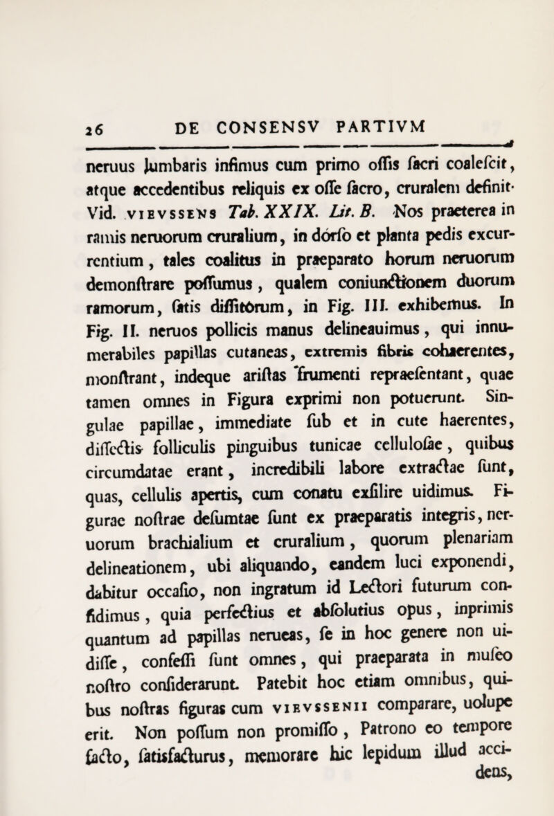 ncruus lumbaris infimus cum primo offis facri coalefcit, atque accedentibus reliquis ex ofle ftcro, cruralem definit- Vid. vievssevs Tab. XXIX. Lit.B. Nos praeterea in ramis neruorum cruralium, in ddrfo et planta pedis excur¬ rentium , tales coalitus in praeparato horum neruorum demonftrare poffumus, qualem coniunAtooem duorum ramorum, fatis di ffi tOrum, in Fig. III. exhibemus. In Fig. II. neruos pollicis manus delineauimus, qui innu¬ merabiles papillas cutaneas, extremis fibris cohaerentes, monrtrant, indeque ariftas ‘frumenti repraefentant, quae tamen omnes in Figura exprimi non potuerunt Sin¬ gulae papillae, immediate fiib et in cute haerentes, di(Tc<flis folliculis pinguibus tunicae ccllulofae, quibus circumdatae erant, incredibili labore extraftae funt, quas, cellulis apertis, cum conatu exfilire uidimus. Fi¬ gurae noftrae defumtae funt ex praeparatis integns, ner¬ uorum brachialium et cruralium, quorum plenariam delineationem, ubi aliquando, eandem luci exponendi, dabitur occafio, non ingratum id Ledori futurum con¬ fidimus , quia perferius et abfolutius opus, inprimis quantum ad papillas nerueas, fe in hoc genere non ui- difie, confeffi funt omnes, qui praeparata in mufeo r.oftro confiderarunt Patebit hoc etiam omnibus, qui¬ bus noftras figuras cum vibvssenii comparare, uolupe erit. Non poflum non promiffo , Patrono eo tempore fado, fatisfafturus, memorare hic lepidum illud acci¬ dens.