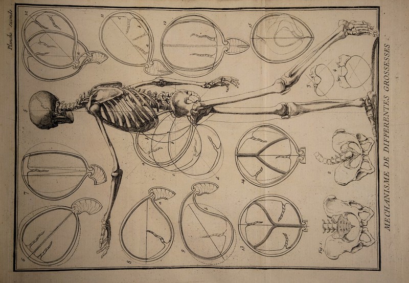 MECHsîNISME DE DIFFERENTES GROSSESSES