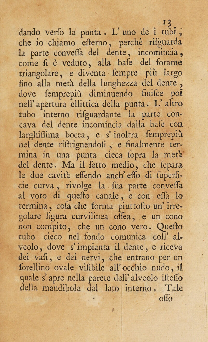 *3. dando verfo la punta . L’ uno de i tubi , che io chiamo ellerno, perchè rifguarda la parte convefla del dente, incomincia, come fi è veduto, alla bafe del forame triangolare, e diventa • Tempre più largo fino alla metà della lunghezza del dente , dove femprepiù diminuendo finifce poi nell’ apertura ellittica della punta. L’ altro tubo interno riguardante la parte con¬ cava del dente incomincia dalla bafe con larghiflìma bocca, e s’inoltra femprepiù nel dente riftrignendofi , e finalmente ter¬ mina in una punta cieca fopra la metà del dente. Ma il fetto medio, che fepara le due cavità effendo anch’eflo di fùperfi- cie curva, rivolge la fua parte convefla al voto di quello canale, e con efla lo termina, cofa che forma piuttoflo un irre¬ golare figura curvilinea oflea, e un cono non compito, che un cono vero. Quello tubo cieco nel fondo comunica colf al¬ veolo, dove s’impianta il dente, e riceve dei vafi, e dei nervi, che entrano per un forellino ovale vifibile all’occhio nudo, il quale $’ apre nella parete dell’ alveolo ifteflò della mandibola dal lato interno. Tale oflb