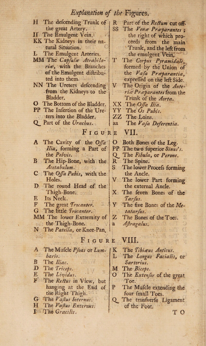H The defcending Trunk of the great Artery, H The Emulgent Vein. KK The Kidneys in their na¬ tural Situation. L The Emulgent Arteries. MM The Capful# Atrabila- ri#, with the Branches of the Emulgent diftribu- ted into them. NN The Ureters defcending from the Kidneys to the Bladder. O The Bottom of the Bladder. PP The Infertion of the Ure¬ ters into the Bladder. o. Part of the Urachus. F I G U ] A The Cavity of the OJfa Ilia, forming a Part of the Pelvis. B The Hip-Bone, with the Acetabulum. C The OJfa Pubis, with the Holes. D The round Head of the Thigh-Bone, E Its Neck. F The great Procanter. G The little Procanter. MM The lower Extremity of the Thigh-Bone. N The Patella, or Knee-Pan. F I G U R A The Mufcle Pfoas or Lum- baris. B The Iliac. I) The Triceps. E The Lividus. F The ReSlus in View, but hanging at the End of the Right Thigh. G The Vafus Internus. H The Vafus Ext emus, I The Gracilis, R Part of the Re Slum cut off SS The Ven# Pr#parantes ; the right of which pro¬ ceeds from the main Trunk, and the left from the emulgent Vein. T The Corpus Pyramidale, formed by the Union of the Vafa Pr#parantia} expreffed on the left Side. V The Origin of the Ante- ri# Pr#parantes from the Trunk of the Aorta. XX The OJfa Ilia. YY The Os Pubis. ZZ The Loins, aa The Vafa Deferentia. E VII. O Both Bones of the Leg. PP The two fuperior Sinus's. The Fibula, or Perone. R The Spine. S The lower Procefs forming the Ancle. V The lower Part forming the external Ancle. X The feven Bones of the Parfus. V The five Bones of the Me- tatarfus. Z The Bones of the Toes, a Afragalus. E VIII. K The Pibieeus Anticus. L The Longus Facialis, or Sartorius. M The Biceps. O The Extenfor of the great Toe. P The Mufcle extending the four fmall Toes. The tranfverfe Ligament of the Foot, T O