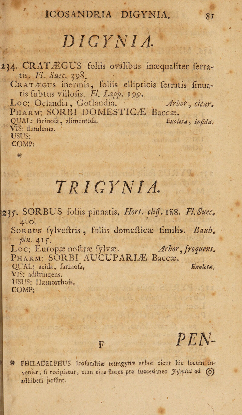 DIGYNIA. 2.34. CRATiEGUS foliis ovalibus insequaliter ferra¬ tis. FL Suec. 398. Crat/egus inermis5 foliis ellipticis ferratis firma¬ tis fubtus villofis. FL Lapp, jpp. Loc: Oelandia, Gotlandia* Arbof? cicur» Pharm: SORBI DOMESTICAE Baecse, QUAL: farinofa, aliinentofa. Exoleta, infida, VlS: flatulenta. USUS: CGMP: # TRIGYNIA. \ 23SORBUS foliis pinnatis* Hort. cliff. 1S8. Fl.Suec'« 4C°: Sorbus fylveftris 5 foliis domefdcx fimilis. Bauh# fin. 41 f. Loc; Ruropte no (Iras fylvse;. Arbor ^frequens. Pharm: SORBI AUCUPARIAE Baecss. QUAL: acida, farinofa* Mxokf&o VlS: adftringens. USUS: HsemorrhoR CGMP; F PEN- M PHILADELPHUS Icofandriac tetragyri* arbor cicur bic locum in¬ veniat, fi recipiatur, cum ejus Bores pro fuesedaneo Jafmim ad (<5J adhiberi poflint, t