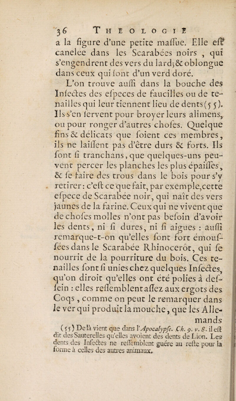 a la figure d’une petite mafllie. Elle ei? canelee dans les Scarabées noirs , qui s’engendrent des vers du lardjôe oblongue dans ceux qui font d’un verd doré. L’on trouve auffi dans la bouche des Infectes des elpeces de faucilles ou de te¬ nailles qui leur tiennent lieu de dents (5 j). Us s’en fervent pour broyer leurs alimens, ou pour ronger d’autres choies. Quelque fins & délicats que foient ces membres, ils ne laifïent pas d’être durs 6c forts. Us font fi tranchans, que quelques-uns peu¬ vent percer les planches les plus épailles, 6c le faire des trous dans le bois pour s’y retirer: c’efl ce'que fait, par exemple,cet te efpece de Scarabée noir, qui naît des vers jaunes de la farine. Ceux qui ne vivent que de choies molles n’ont pas befoin d’avoir les dents, ni fi dures, ni fi aigues : auffi remarque-t-on qu’elles font fort émouf- féesdansle Scarabée Rhinocerôt, qui fe nourrit de la pourriture du bois. Ces te¬ nailles fontli unies chez quelques Infectes, qu’on diroit qu’elles ont été polies à def- ! fein : elles reflemblentaflez aux ergots des Coqs, comme on peut le remarquer dans le ver qui produit la mouche, que les Alle¬ mands ( 5 5 ) Delà vient que dans 1 ’Apocalypfe. ,Ch. 9. v. 8. il eft dit des Sauterelles qu’elles avoient des dents de Lion. Les dents des Infe&es ne reflèmblent gue're au refte. pour la forme à celles des autres animaux.