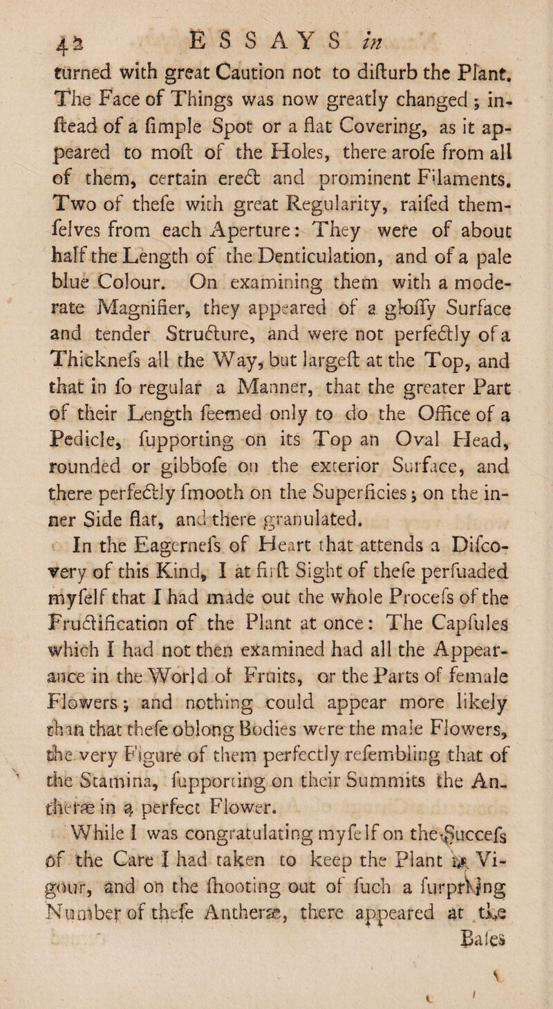 turned with great Caution not to didurb the Plant. The Face of Things was now greatly changed ; in- Head of a fimple Spot or a fiat Covering, as it ap¬ peared to mod of the Holes, there arofe from all of them, certain ered and prominent Filaments. Two of thefe with great Regularity, raifed them- felves from each Aperture: They were of about half the Length of the Denticulation, and of a pale blue Colour. On examining them with a mode¬ rate Magnifier, they appeared of a gloffy Surface and tender Strudure, and were not perfedly of a Thicknefs all the Way, but larged at the Top, and that in fo regular a Manner, that the greater Part of their Length feemed only to do the Office of a Pedicle, fupporting on its Top an Oval Head, rounded or gibbofe on the exterior Surface, and there perfedly fmooth on the Superficies; on the in¬ ner Side flat, and there granulated. In the Eagernefs of Heart that attends a Difco- very of this Kind, I at find Sight of thefe perfuaded myfelf that I had made out the whole Procefs of the Frudification of the Plant at once: The Capfules which I had not then examined had all the Appear¬ ance in the World of Fruits, or the Parts of female Flowers j and nothing could appear more likely than that thefe oblong Bodies were the male Flowers, the very Figure of them perfectly refembling that of the Stamina, fupporting on their Summits the An- tJiehfe in § perfect Flower. While I was congratulating myfelf on the^uccefs Of the Care l had taken to keep the plant Vi¬ gour, and on the {hooting out of fuch a furprVfng Nuniber of thefe Anthers?,, there appeared at the Bales N