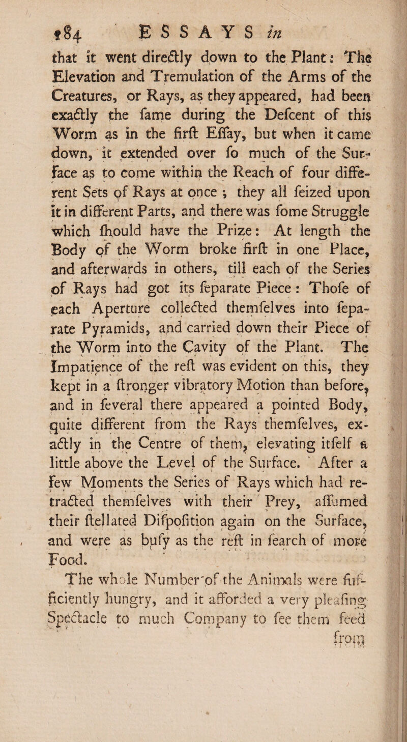 that it went direftly down to the Plant; The Elevation and Tremulation of the Arms of the Creatures, or Rays, as they appeared, had been exactly the fame during the Defcent of this Worm as in the firft Effay, but when it came down, it extended over fo much of the Sur¬ face as to come within the Reach of four diffe- ✓ rent Sets of Rays at once *, they all feized upon it in different Parts, and there was fome Struggle which fhould have the Prize: At length the Body qf the Worm broke firft in one Place, and afterwards in others, till each of the Series of Rays had got its feparate Piece : Thofe of qach Aperture collected themfelves into fepa¬ rate Pyramids, and carried down their Piece of the Worm into the Cavity of the Plant. The Impatience of the reft was evident on this, they kept in a flronger vibratory Motion than before* and in feveral there appeared a pointed Body, quite different from the Rays themfelves, ex¬ actly in the Centre of them* elevating itfelf a little above the Level of the Surface.  After a few Moments the Series of Rays which had re¬ traced themfelves with their Prey, affumed their ftellated Difpofition again on the Surface, and were as bufy as the reft in fearch of more Food. The whole Numberof the Animals were fuf- ficiently hungry, and it afforded a very pleafing Spectacle to much Company to fee them feed from*