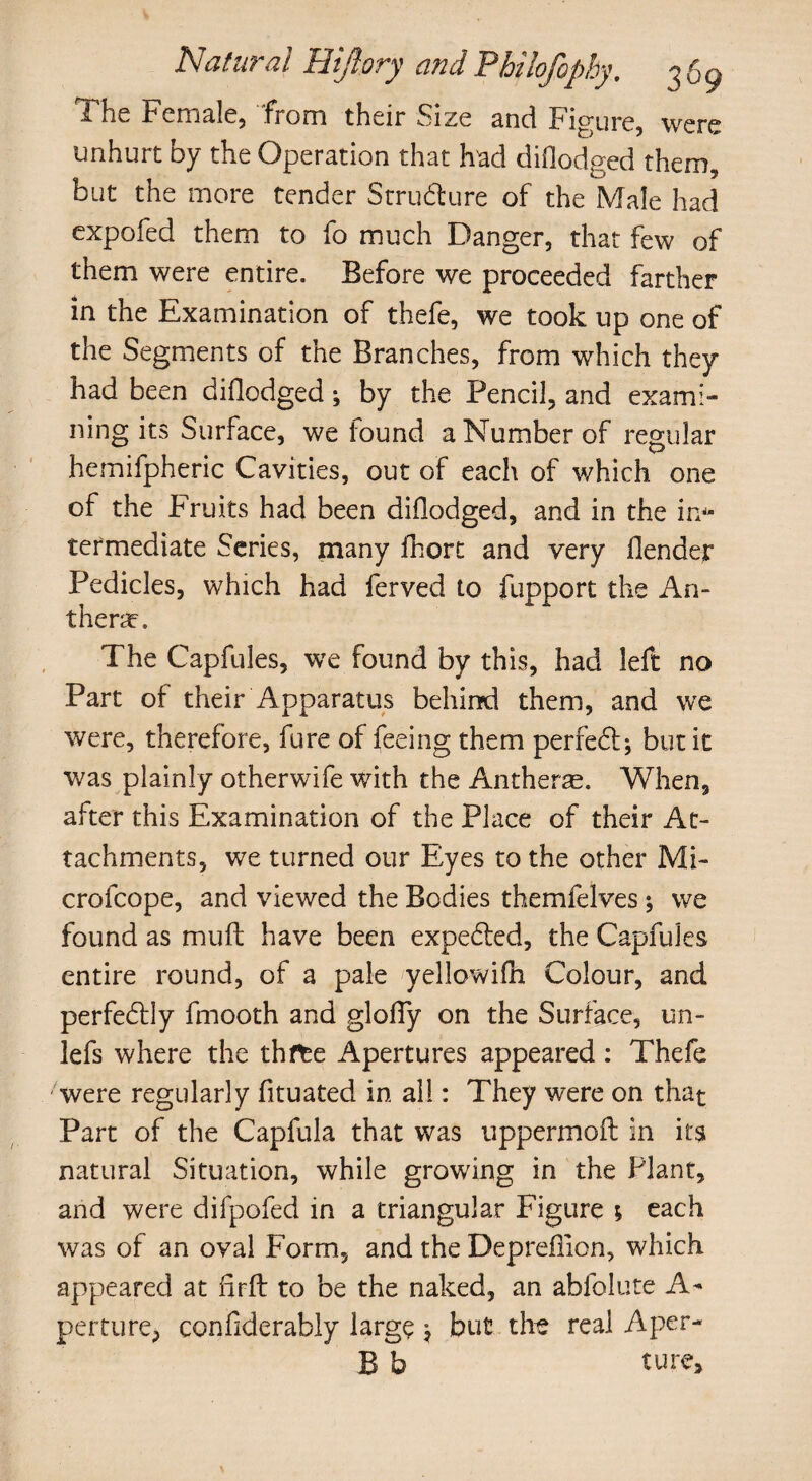 The Female, from their Size and Figure, were unhurt by the Operation that had diflodged them, but the more tender Structure of the Male had expofed them to fo much Danger, that few of them were entire. Before we proceeded farther in the Examination of thefe, we took up one of the Segments of the Branches, from which they had been diflodged; by the Pencil, and exami¬ ning its Surface, we found a Number of regular hemifpheric Cavities, out of each of which one of the Fruits had been diflodged, and in the in¬ termediate Series, many fhort and very flender Pedicles, which had Served to Support the An¬ thers. The Capfules, we found by this, had left no Part of their Apparatus behind them, and we were, therefore, Sure of feeing them perfe6t; but it was plainly otherwife with the Antheras. When, after this Examination of the Place of their At¬ tachments, we turned our Eyes to the other Mi- crofcope, and viewed the Bodies themfelves; we found as muff have been expe&ed, the Capfules entire round, of a pale yellowifh Colour, and perfectly Smooth and glofiy on the Surface, un- lefs where the thfte Apertures appeared : Thefe were regularly Situated in all: They were on that Part of the Capfula that was uppermofl in its natural Situation, while growing in the Plant, and were difpofed in a triangular Figure ; each was of an oval Form, and the Deprefllon, which appeared at firft to be the naked, an abfolute A- perture, confiderably large ? but the real Aper- B b ture.